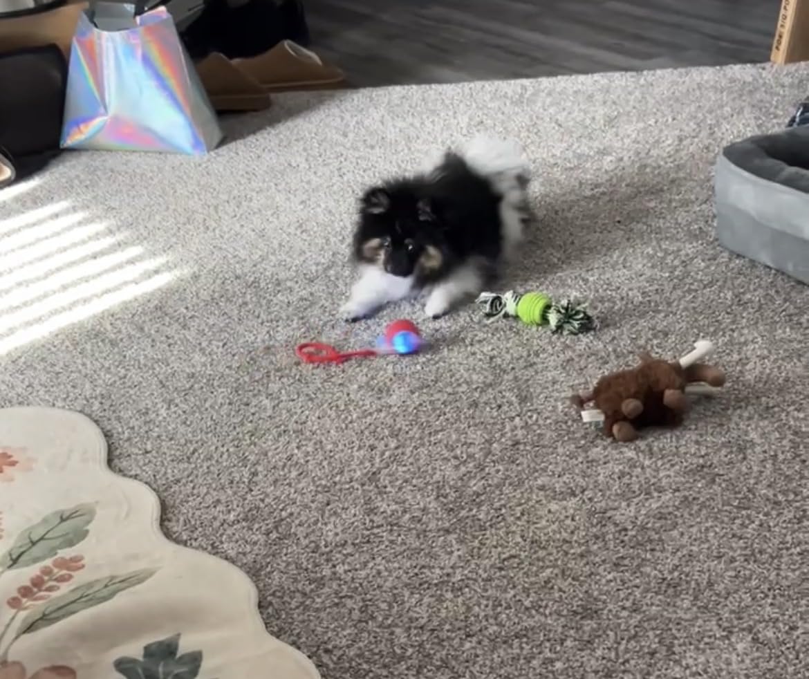 Smart Interactive Automatic Electric Rolling Moving Rechargeable Motion Activated Self Solo Play Electronic Stimulation Chase Teaser Ball Toy with Rope for Indoor Bored Adult Cat and Dog, Red customer photo 2