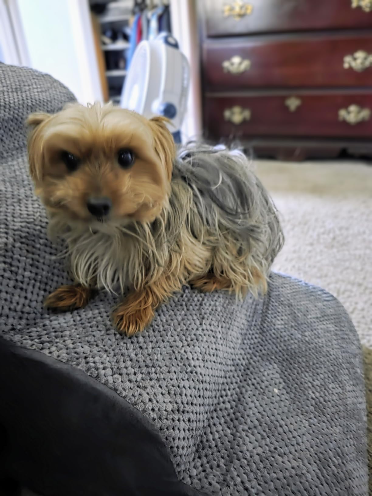 Aodisman Dog Stairs for Small Dogs, 3 Step Dog Ramp for Couch, Non-Slip Steps customer photo 1