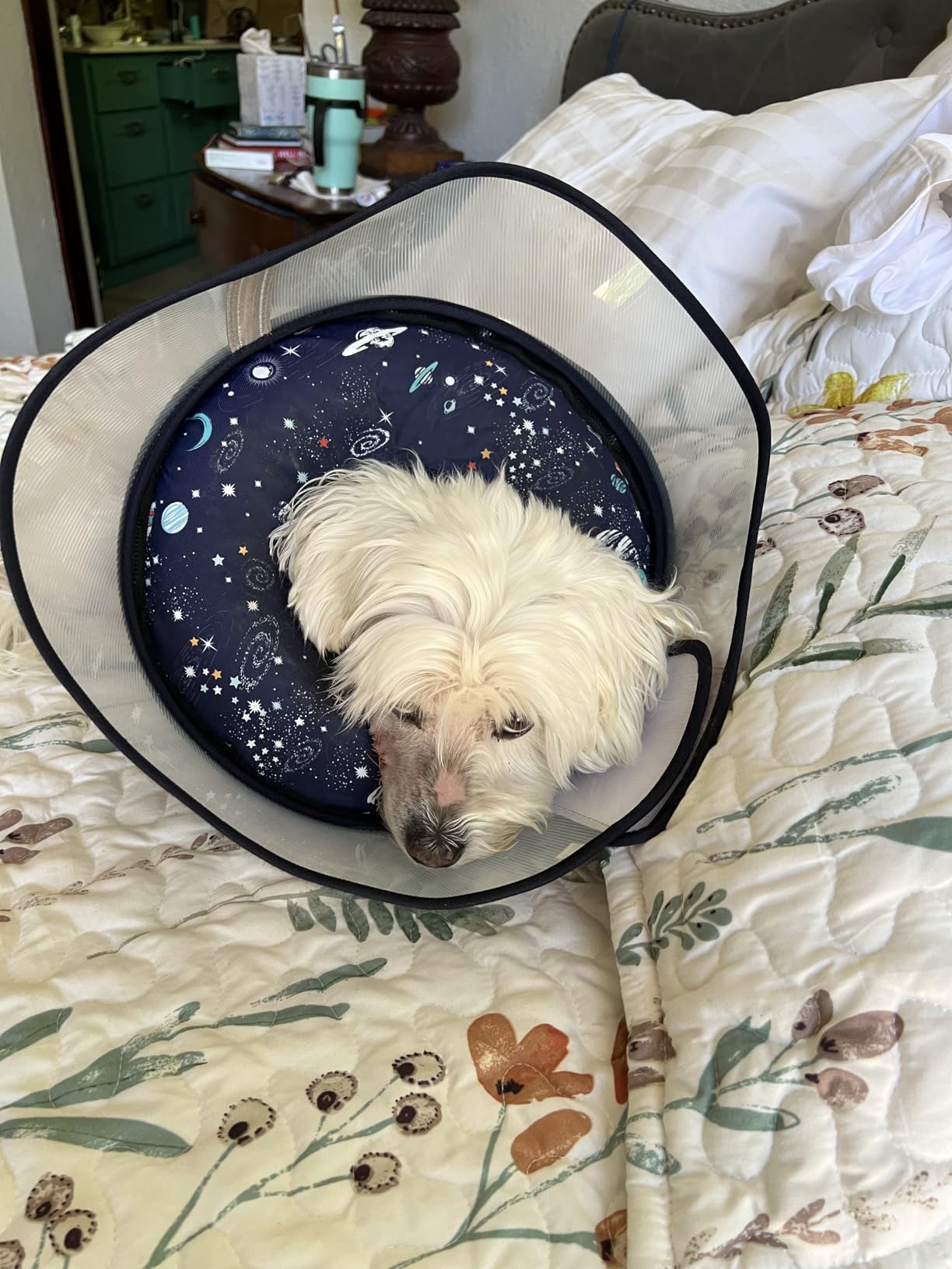 Elevated Inflatable Dog Cone Collar to Stop Licking, Dog Donut Collar After Surgery, Soft Pet Cone Alternative for Small Medium Large Dogs customer photo 1