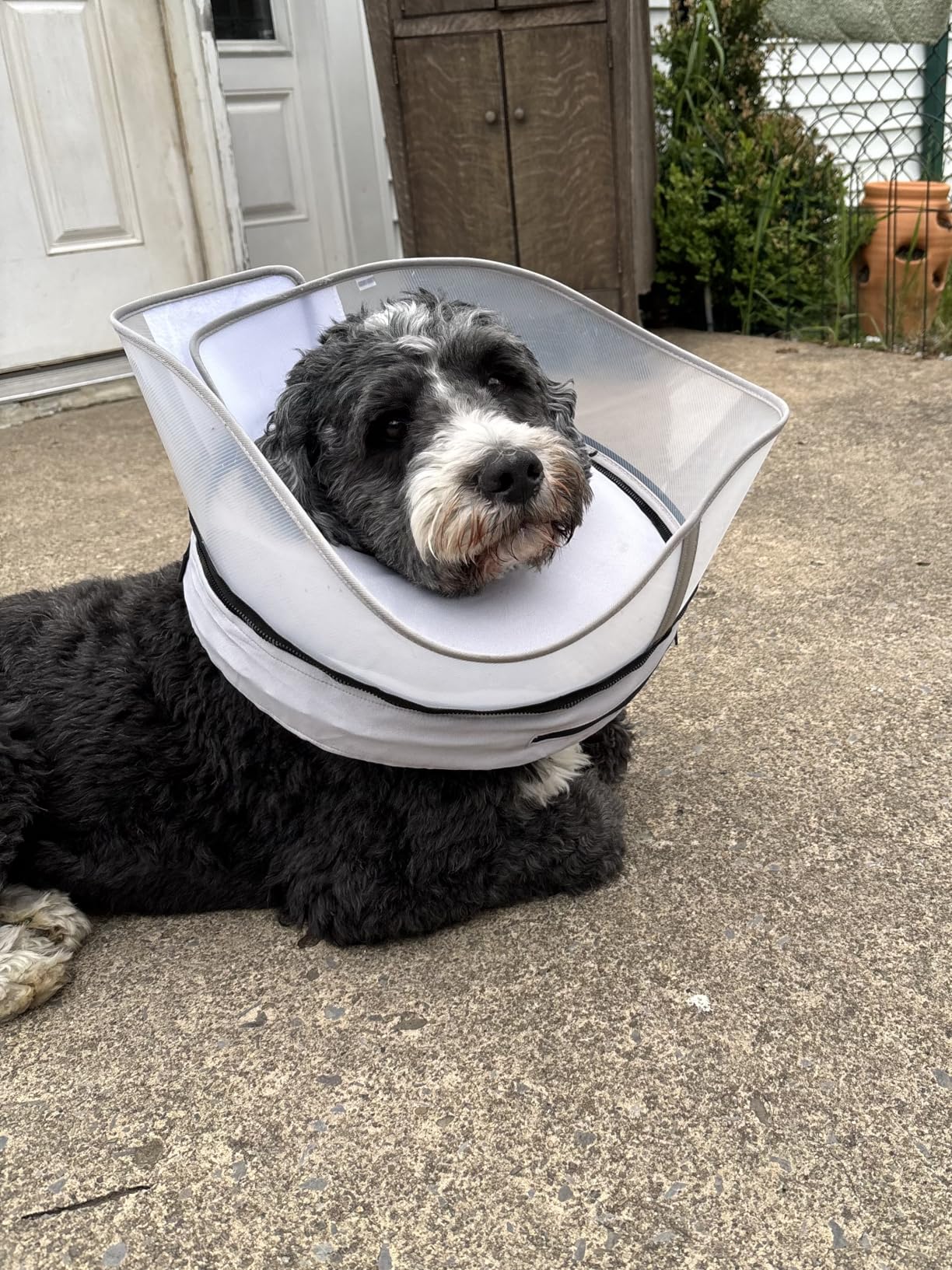 Elevated Inflatable Dog Cone Collar to Stop Licking, Dog Donut Collar After Surgery, Soft Pet Cone Alternative for Small Medium Large Dogs customer photo 2