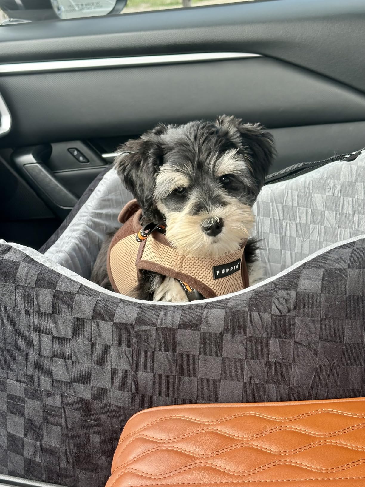 JOEJOY Elevated Dog Car Seat for Small/Medium Dogs up to 35 lbs, Memory Foam Booster Seat with Detachable Washable Cover, Travel-Safe Car Bed with Safety Belts & Storage Pockets, Grey customer photo 2