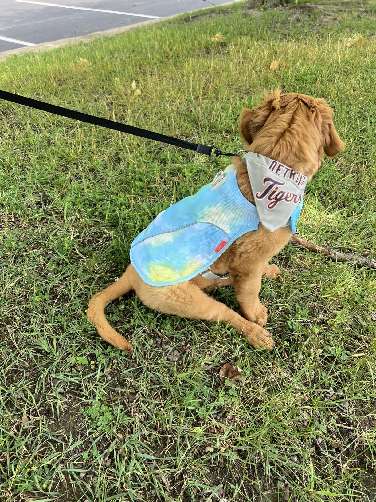 KYEESE Dog Cooling Vest, Breathable Mesh Dog Cooling Shirt for Small Dogs with D-Ring, Sun Protection Reflective Dogs Cooler Jacket with Adjustable Buckle for Summer Hiking Walking, Blue, M customer photo 2
