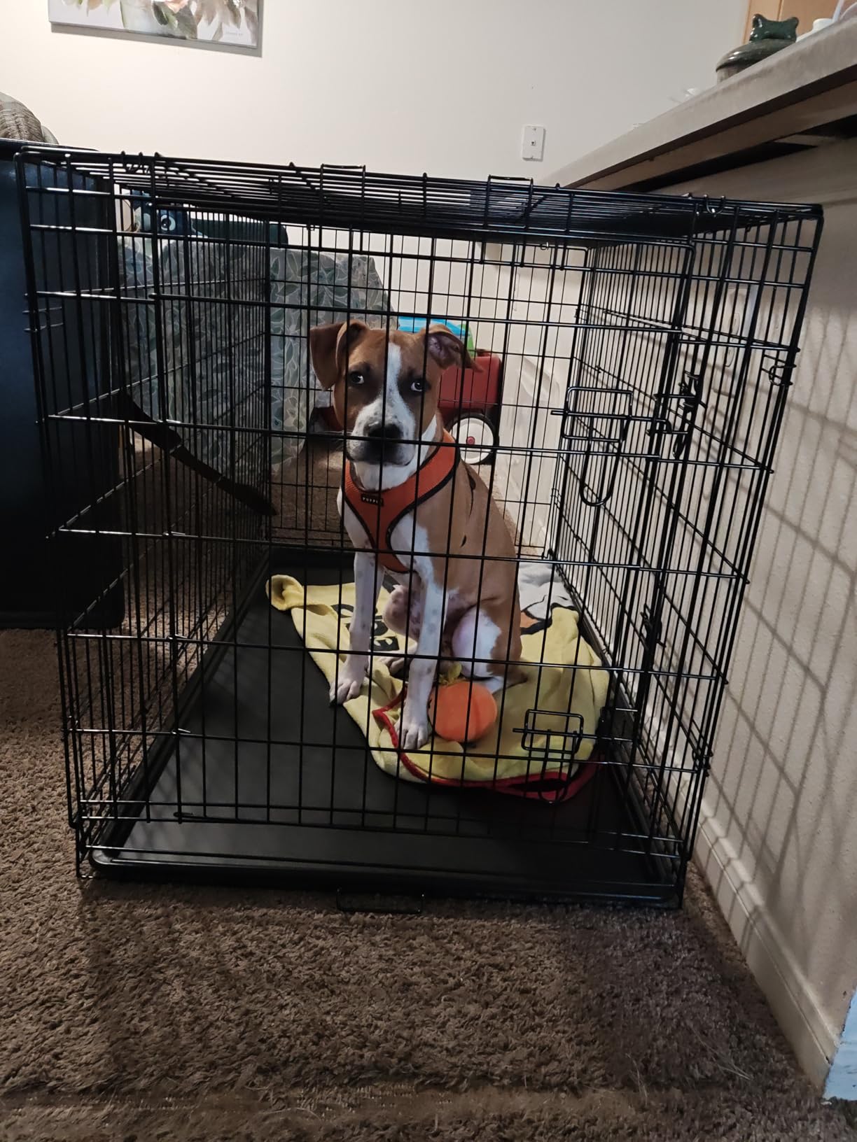 FDW Extra Large Dog Crate Dog Kennel Cage with Double Door, 48 inch Folding Metal Wire Dog Cage with Removable Tray & Divider Panel, Pet Crate for Large Dogs, Black customer photo 1