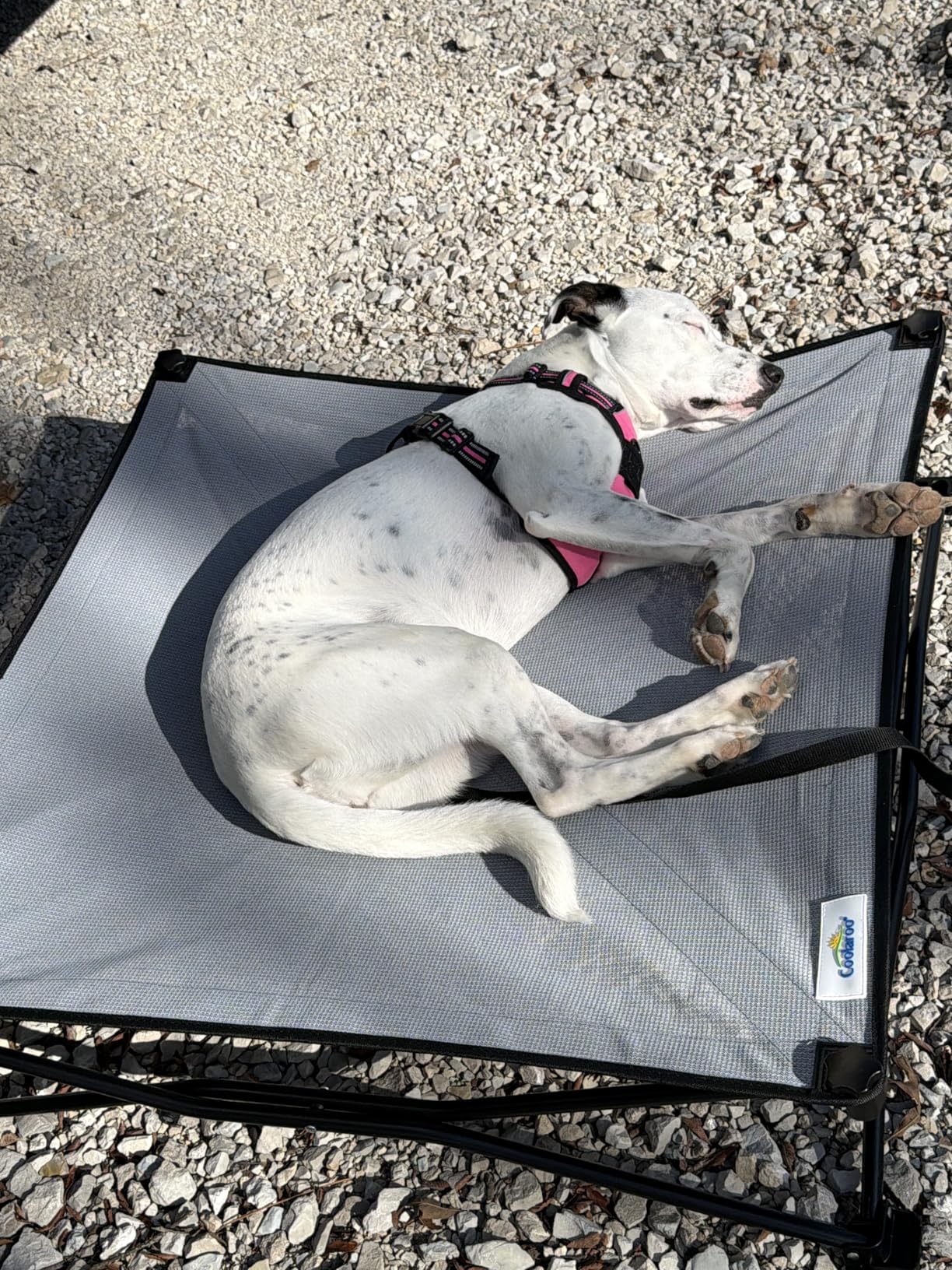 Coolaroo On-The-Go Elevated Dog Bed Kit - Portable & Cooling Travel Cot with HeatShield Fabric for Medium Dogs, Lightweight & Compact, Includes Matching Carry Bag & Everglade Green Bonus Cover, Medium customer photo 1