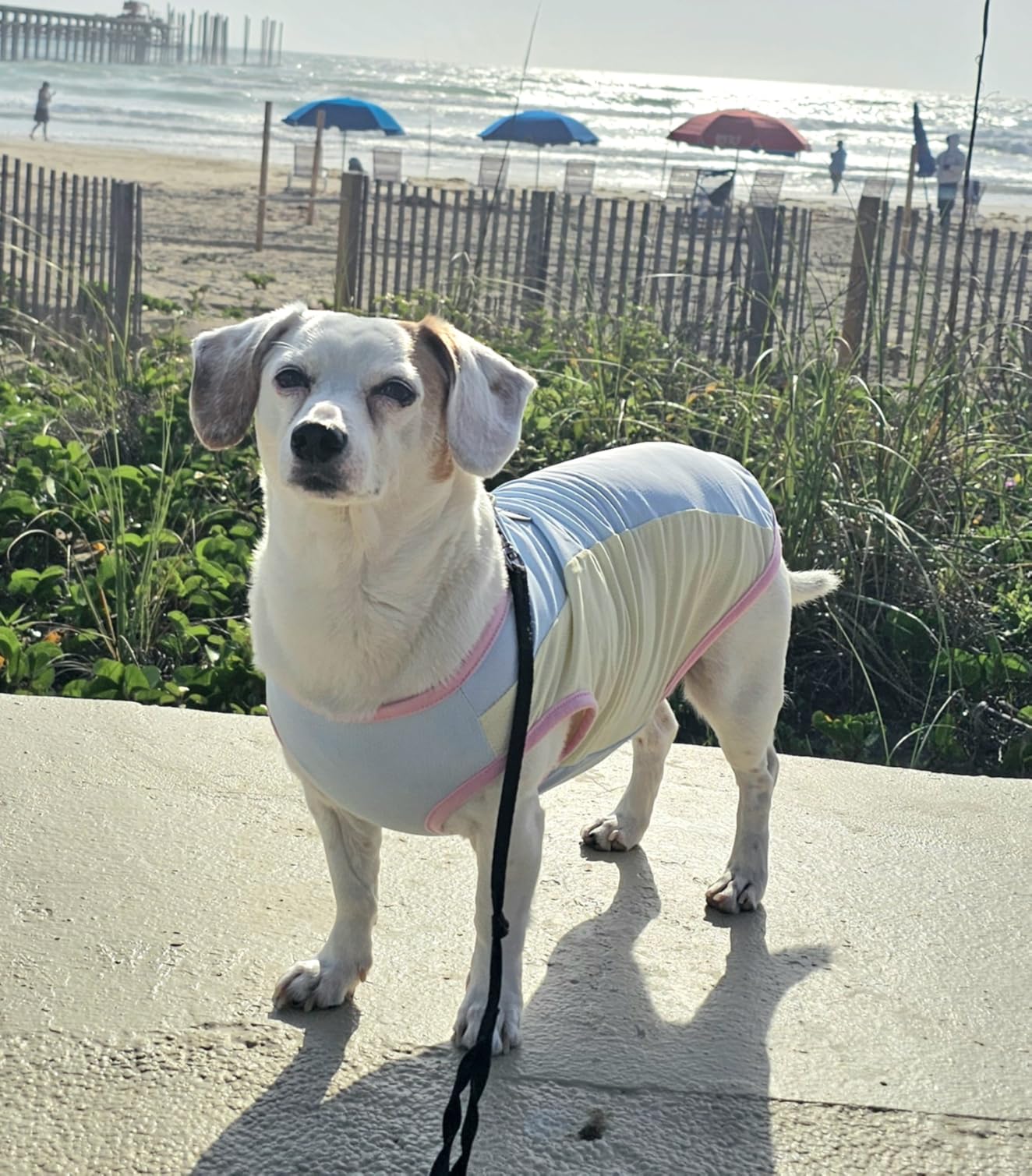Dog Cooling Vest with D-Ring Dog Tshirt Sun Protection Small Puppy Clothes for Girls Boys Stretchy Shirts for Dogs Lightweight Breathable Shirt French Bulldog Frenchie Dachshund Clothes customer photo 2