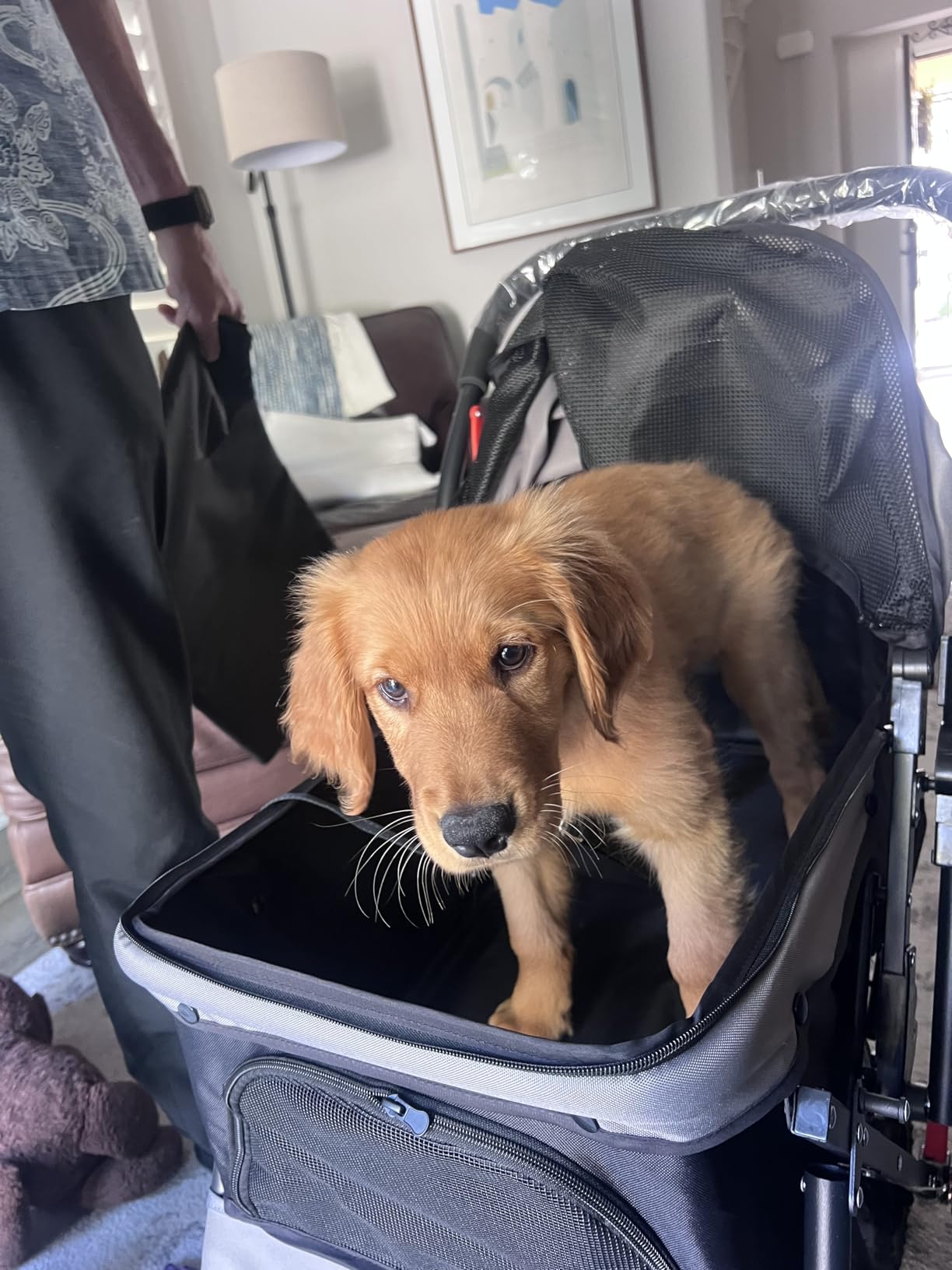 VEVOR Pet Stroller, 35 lbs Weight Capacity, Foldable Dog Cart, 3 Wheels Cats Carts with Mesh Windows and Cup Holders, Portable Pet Carrier Stroller with Brake, for Small to Medium Pets customer photo 1
