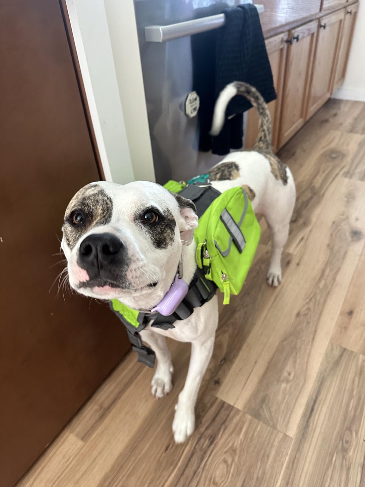PetAmi Dog Backpack for Medium & Large Dogs, Saddle Bag for Dogs to Wear for Hiking, Pet Backpack Harness Dog Pack with Reflective Side Pockets for Walking Running customer photo 1