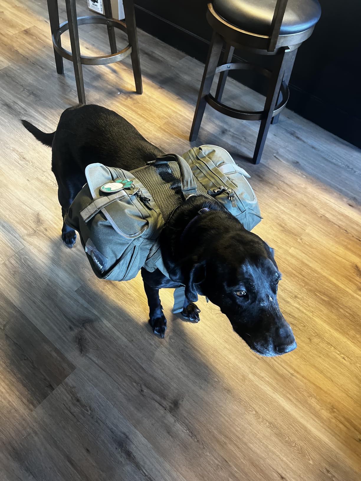 PetAmi Dog Backpack for Medium & Large Dogs, Saddle Bag for Dogs to Wear for Hiking, Pet Backpack Harness Dog Pack with Reflective Side Pockets for Walking Running customer photo 2