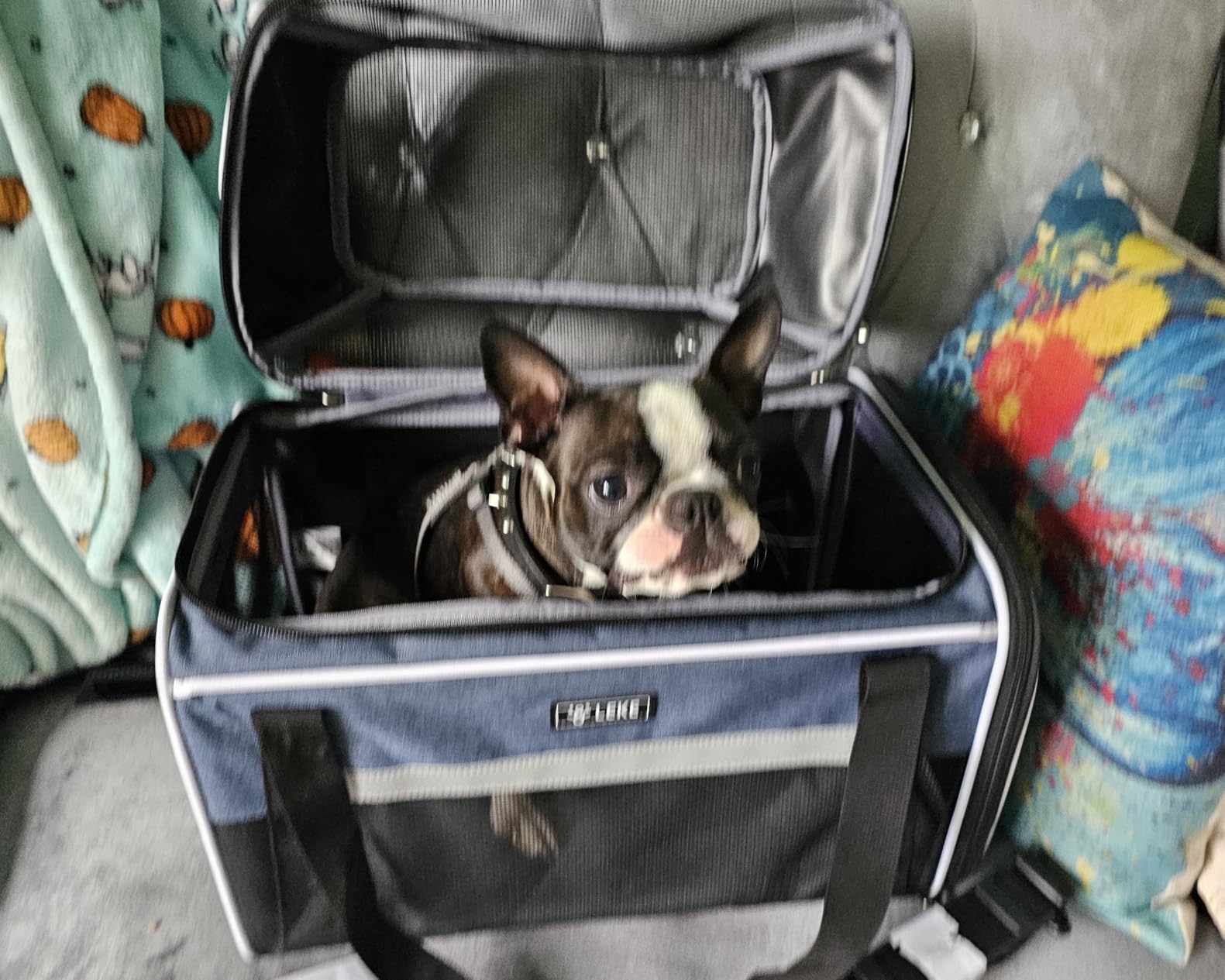 Lekereise Top-Expandable Pet Carrier 18x13x9.5 Inch Southwest Frontier Airline Approved Soft Sided Underseat to 15lbs Travel Carriers for Small Cats Dogs with Locking Safety Zippers Anti-Scratch Mesh customer photo 1