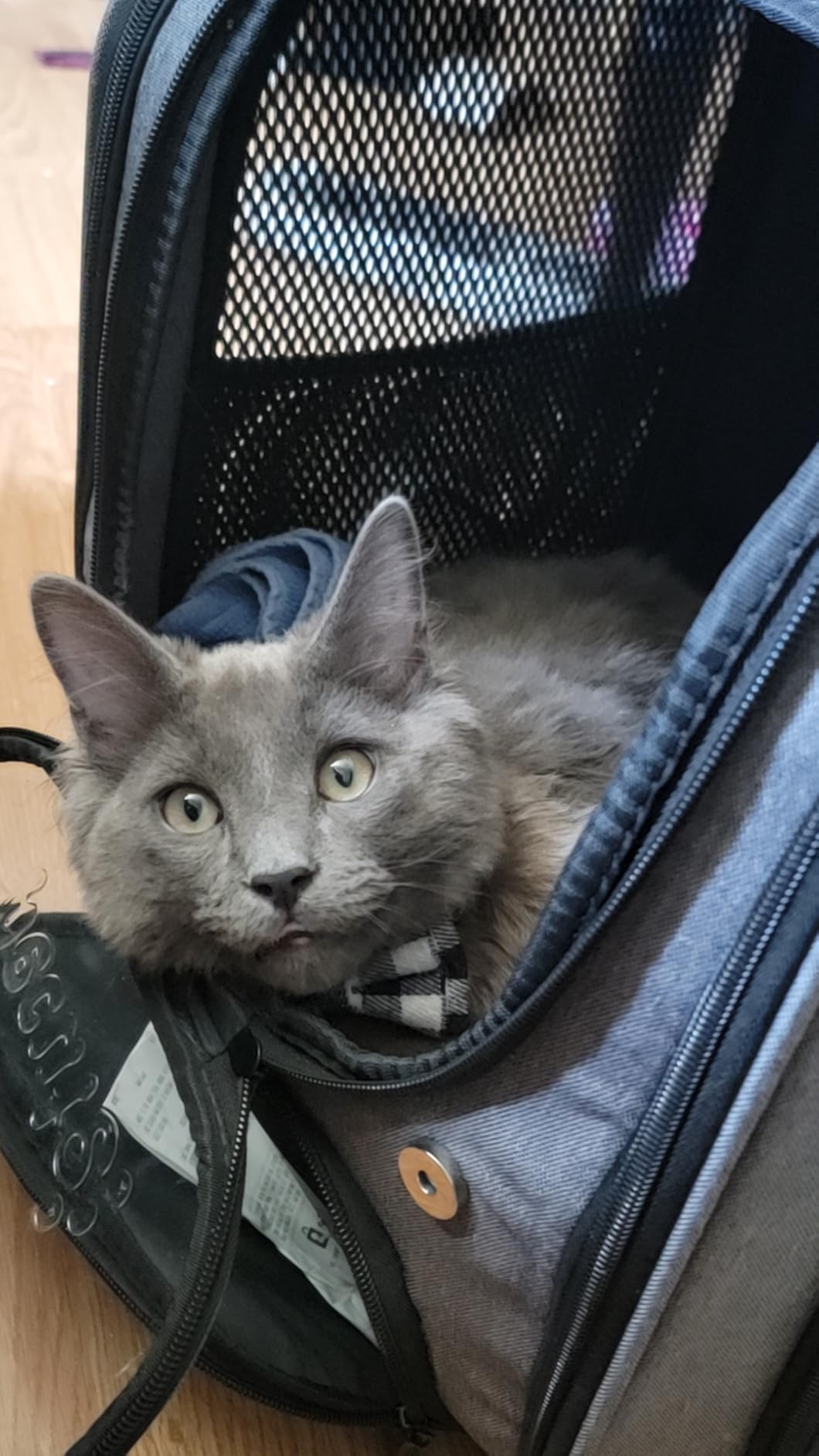 Pecute Cat Backpack Carrier, Large Space Cat Bubble Backpack, Breathable Cat Carrier, Shaded Dog Backpack Carrier, Ergonomic 3D Design customer photo 1