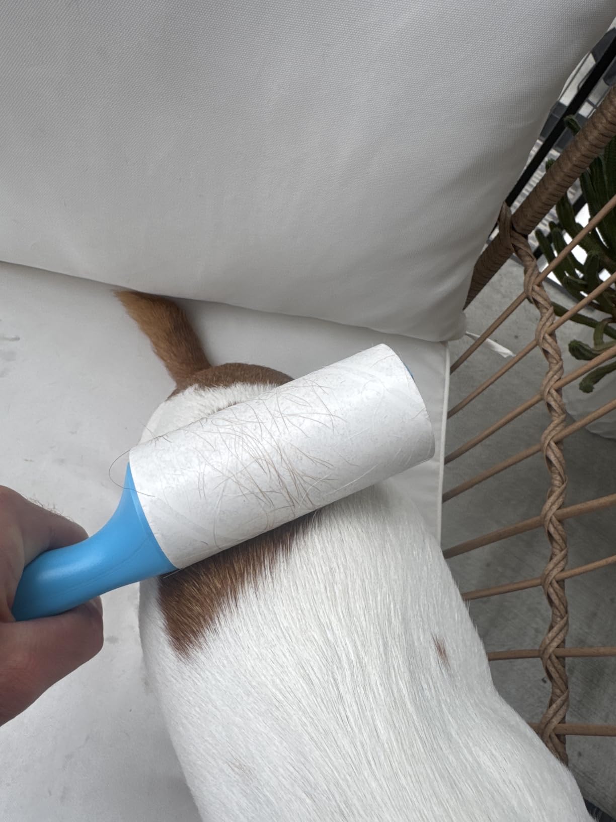 Swihauk 600 Sheets Extra Sticky Lint Rollers for Pet Hair, Easy Spiral Tear Lint Roller for Clothes with Ergonomic Handle, Multipurpose Lint Remover for Furniture, Carpet, Car Seat customer photo 1
