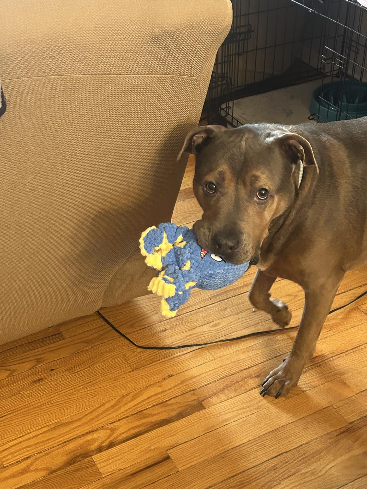 Interactive Dog Toys Octopus, Durable Automatic Jumping Dog Toy to Keep Them Busy, Squeaky Moving Tug of War Doggie Toy, USB Rechargeable (Blue) customer photo 1