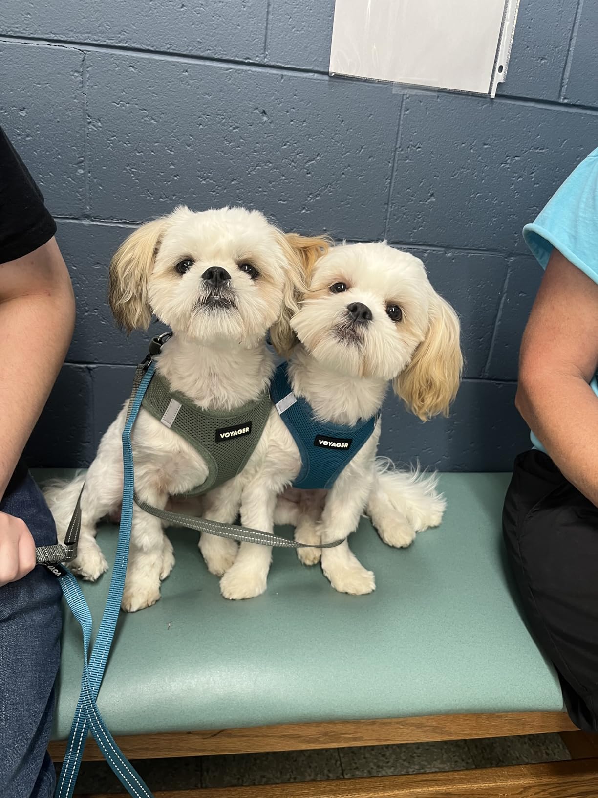 Best Pet Supplies Voyager Step-in Air Harness - All Weather Mesh, Reflective, No Pull Harness for Dogs, Cats - Secure with Hook & Loop Fastener, Buckle, Double D-Rings - Moss Green, M customer photo 2