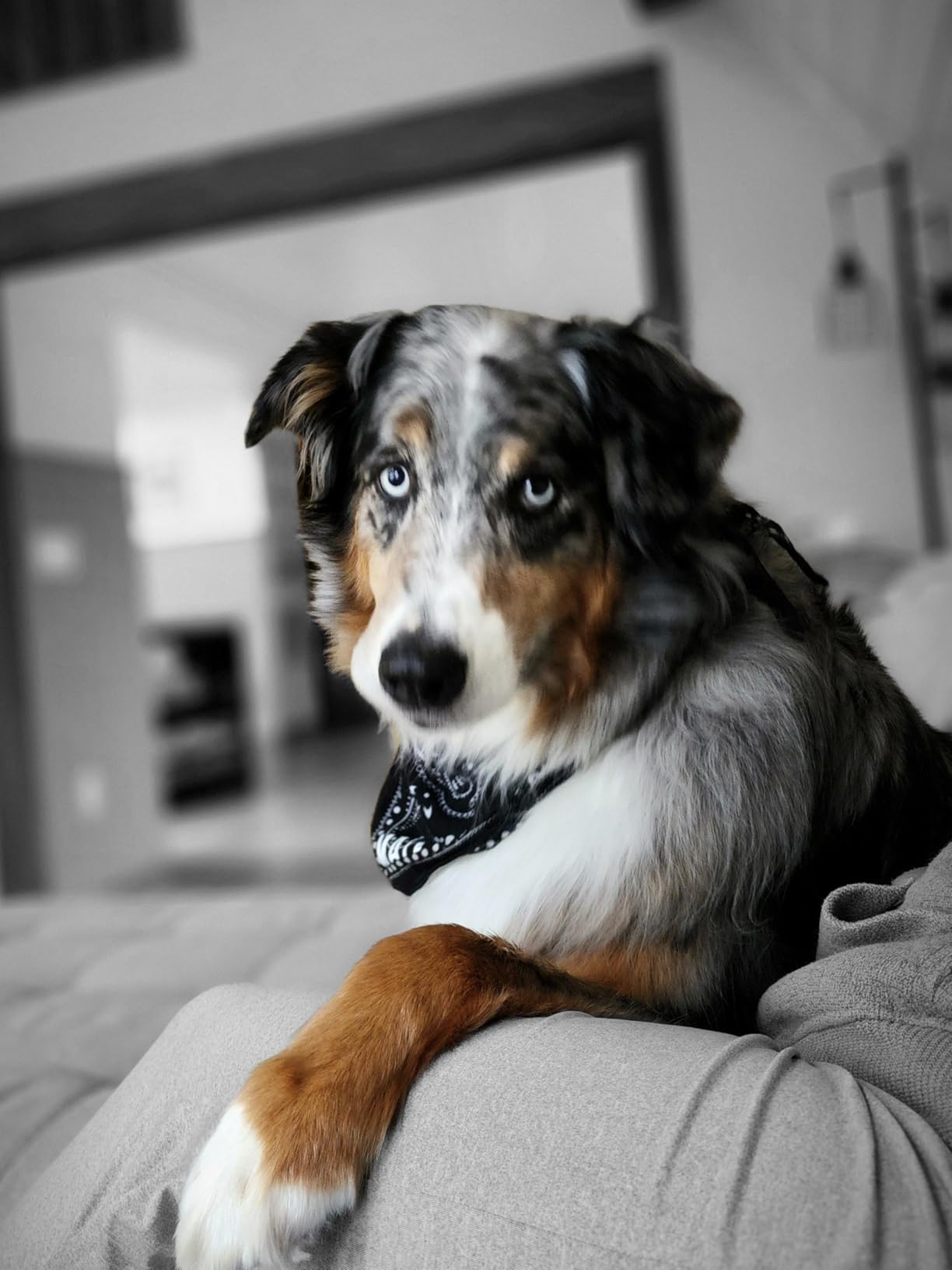 Fi New Series 3+ Smart Dog Tracker Collar [6 Month Membership Included] GPS Tracker for Dogs with Health & Behavior Monitoring, Escape Alerts, Waterproof, LED, Apple Watch Compatible (Gray, Medium) customer photo 2