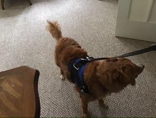 NOYAL Dog Lift Harness Sling - Adjustable Pet Carrier for Senior Dogs with Arthritis Joint Injuries, Emergency Support Rehabilitation Aid for Nail Trimming, Stairs Assistance customer photo 2