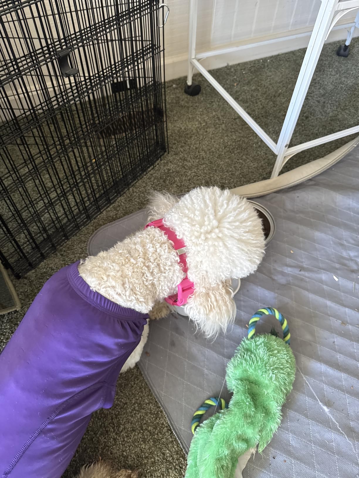 Halo Collar 5 Wireless Dog Fence & GPS Dog Collar, Keep Your Dog Safely Contained Outdoors with App-Controlled Boundaries and Real-Time Tracking, One Size, Blaze customer photo 1