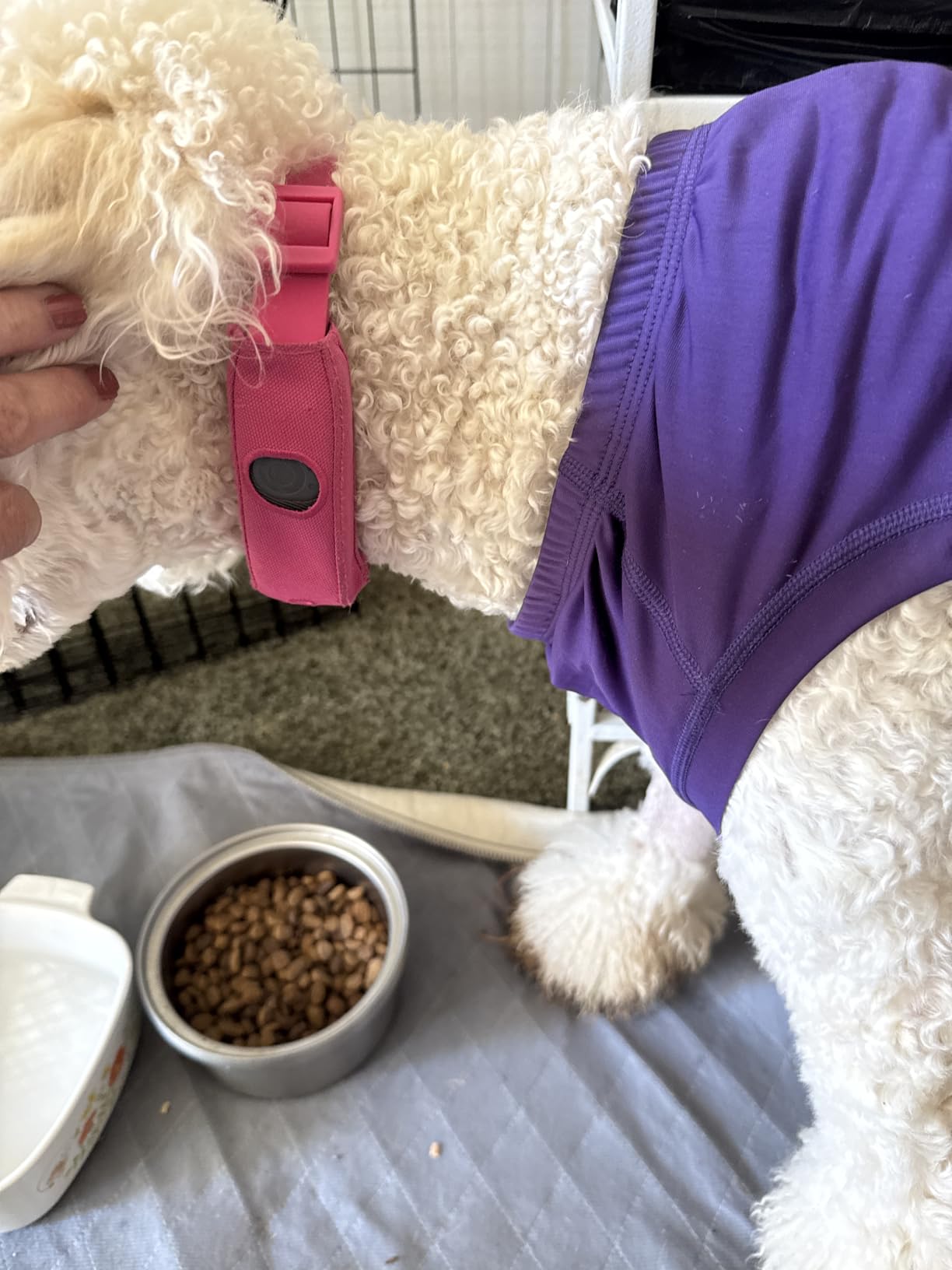 Halo Collar 5 Wireless Dog Fence & GPS Dog Collar, Keep Your Dog Safely Contained Outdoors with App-Controlled Boundaries and Real-Time Tracking, One Size, Blaze customer photo 2