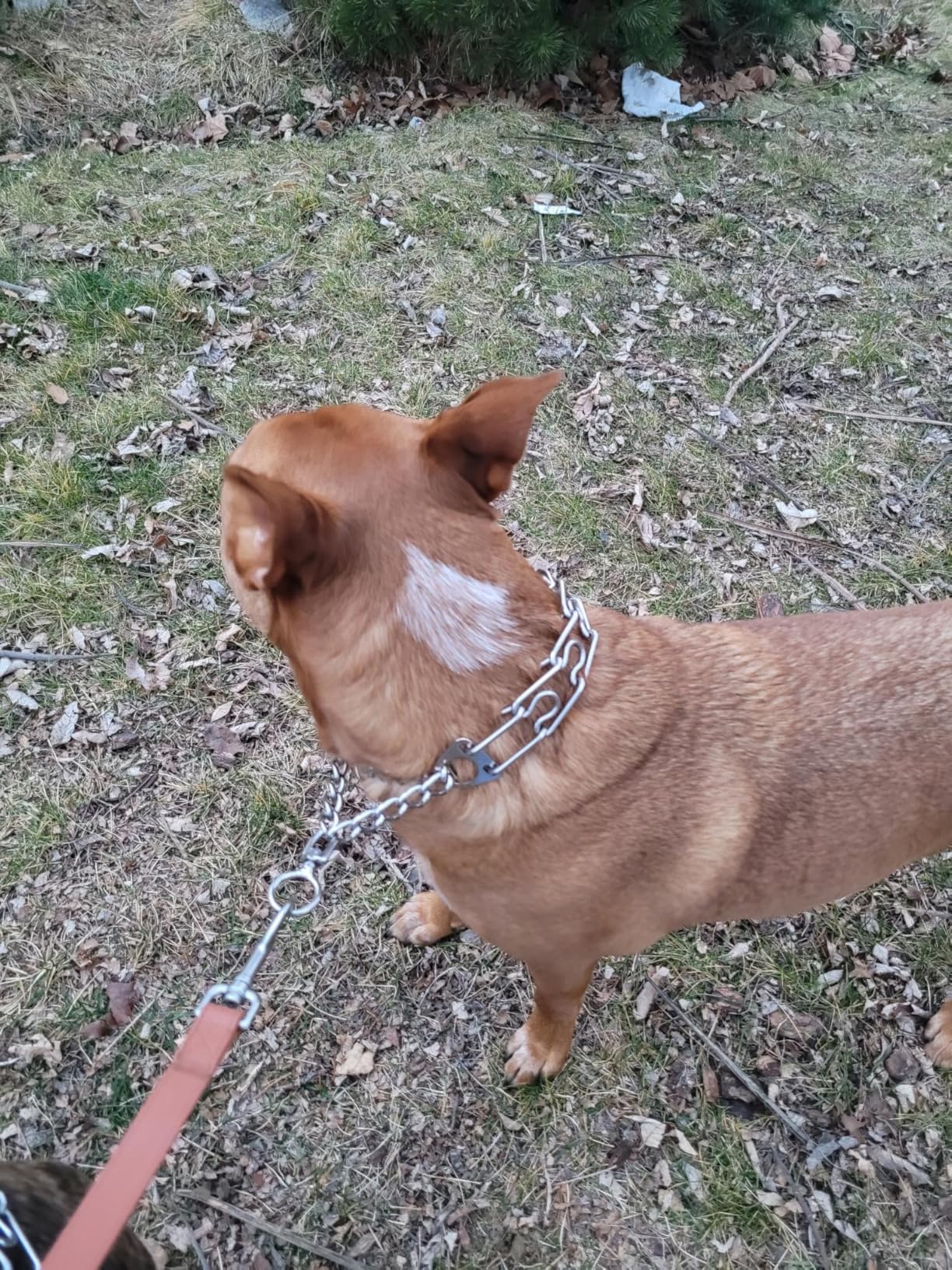 Anti-Tangle Collar, Stainless Steel Dog Collar with Quick-Release Buckle, Adjustable for Small, Medium and Large Dogs (L-3.5mm) customer photo 2