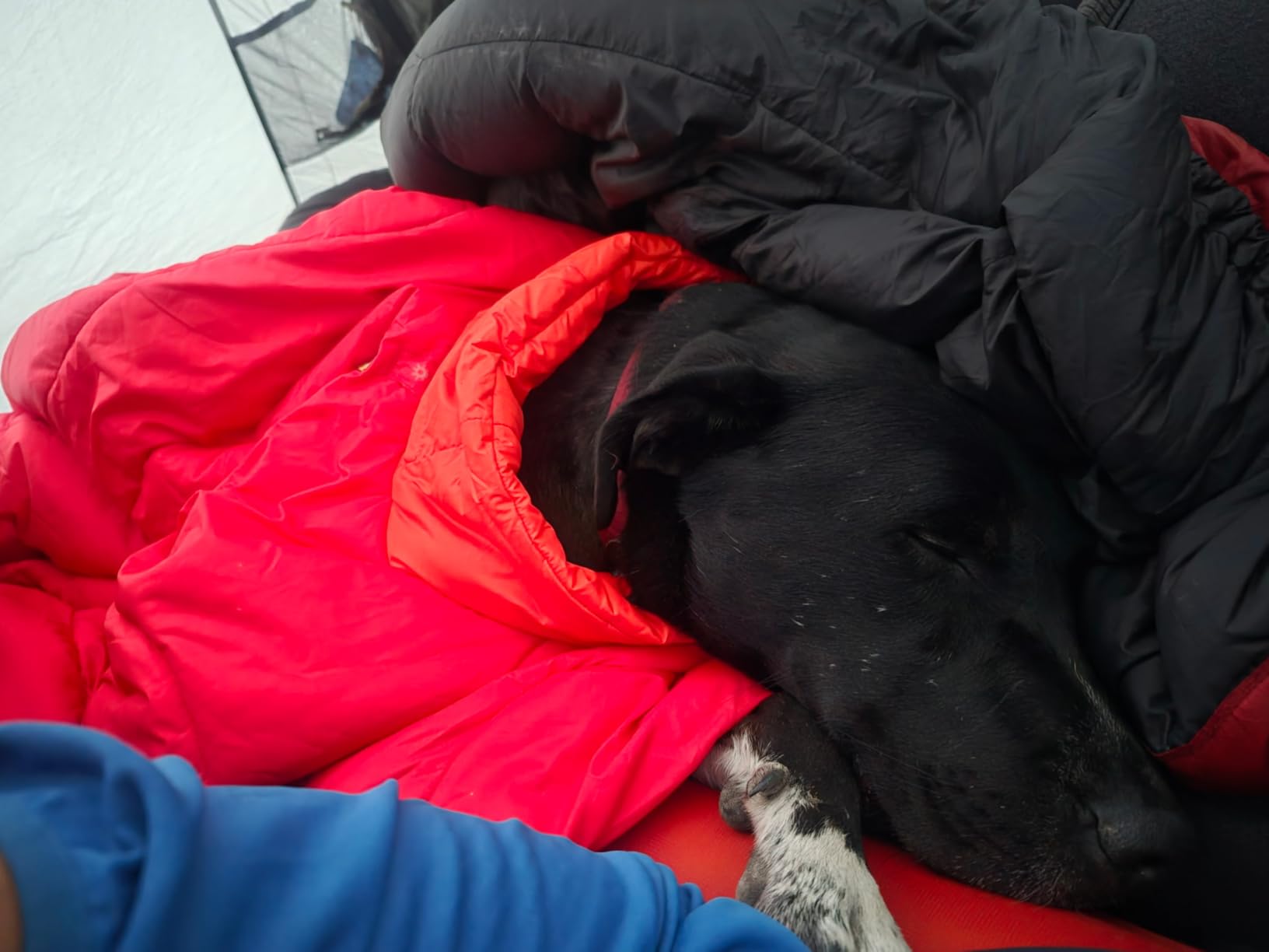 Ruffwear, Palisades Dog Sleep Poncho, Packable Insulated Wearable Sleeping Bag for Dogs, EcoLoft Renew Flex Warmth, Insulated Neck Baffle with Adjustable Stretch Leg Loops, Red Currant, Medium customer photo 1