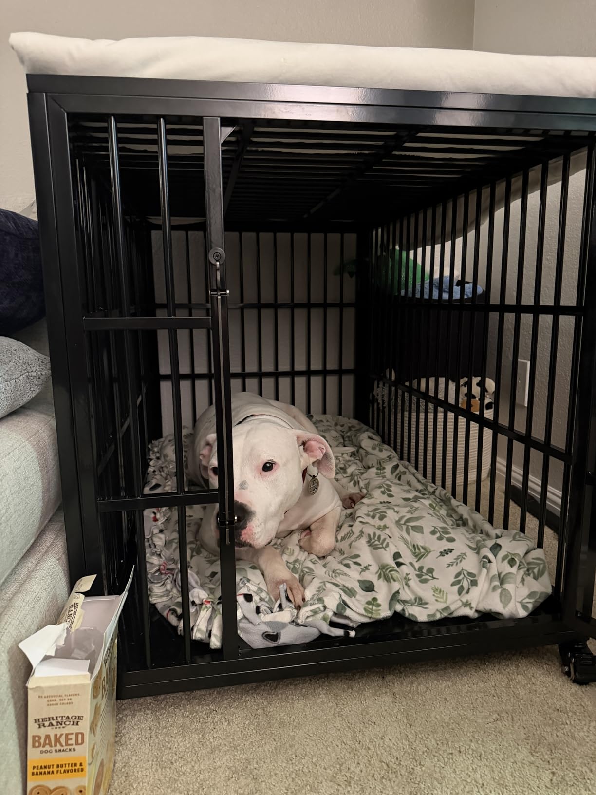 VERIFURTY 24 Inch Heavy Duty Dog Crate for Small Dogs with Self-Locking Latch, Escape-Proof Steel Kennel Indoor, Double Door Metal Pet Cage with Wheels and Removable Floor customer photo 2