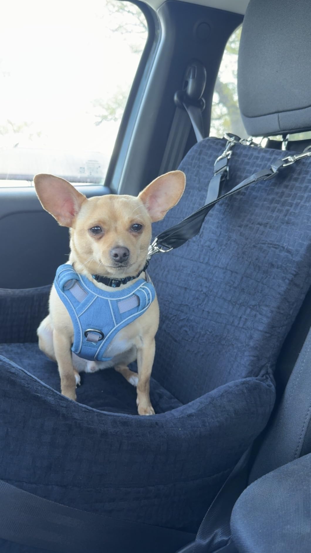 PETSFIT Dog Booster Car Seat for Small/Medium Dogs Up to 35 lbs - Patented Safety System, 5