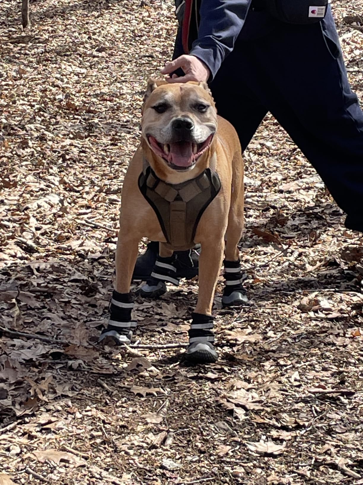 Dimicoo Dog Shoes, Waterproof Dog Boots for Winter, Anti-Slip Dog Snow Booties for Large Small Medium Dogs customer photo 1