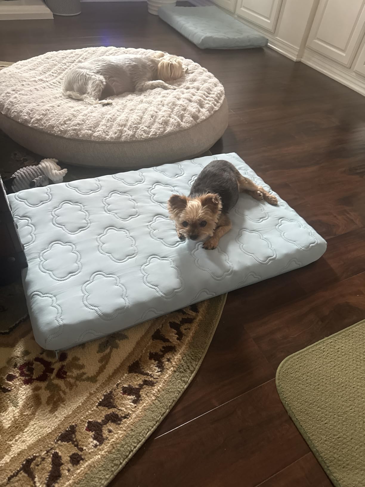 LE SURE Cooling Dog Bed, XXL Q-Max>0.5 Cooling Mat with Removable Washable Cover, Breathable Orthopedic Egg Crate Foam Non-Slip Summer Pad for Extra Large Active/Senior/Long-Haired Pets, 47×29 Inch customer photo 2″ class=”wp-image-customer”/></figure>


<h3><span class=