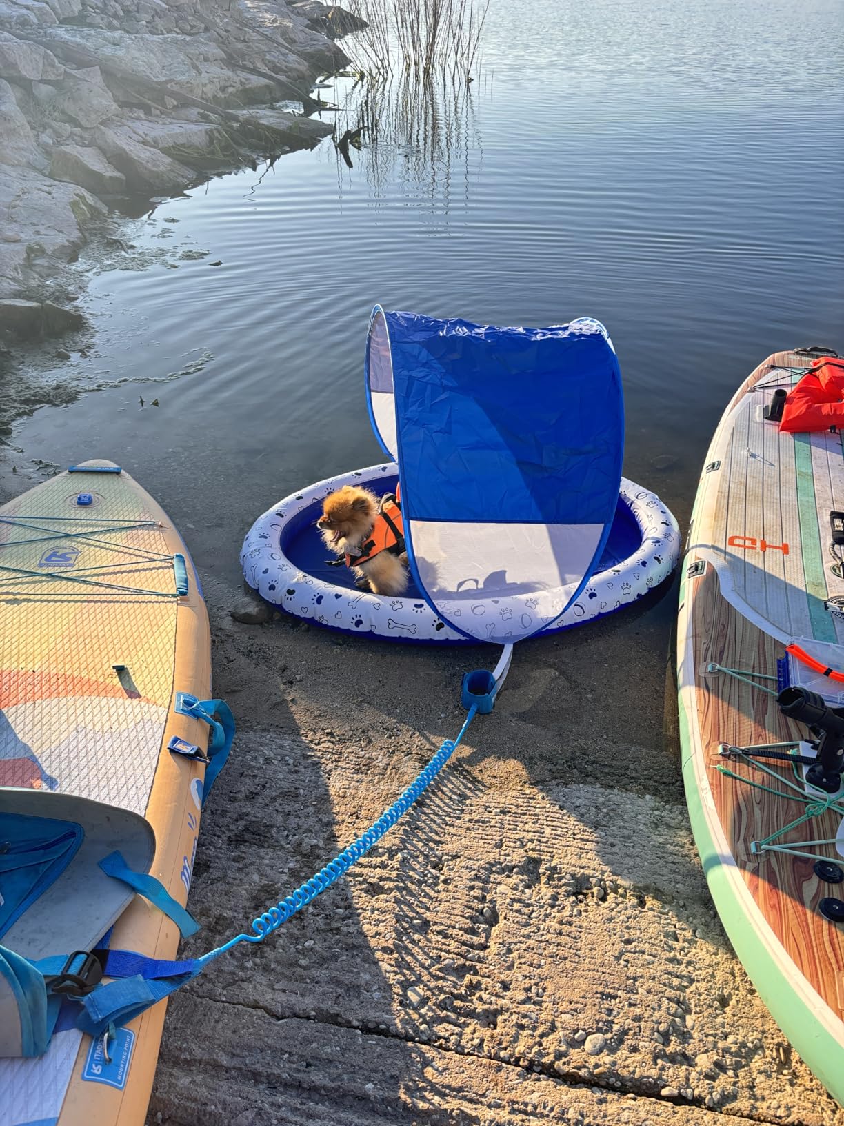 Small Dog Raft 10 Best Dog Pool Floats for Large Dogs (August 2026) Expert Reviews