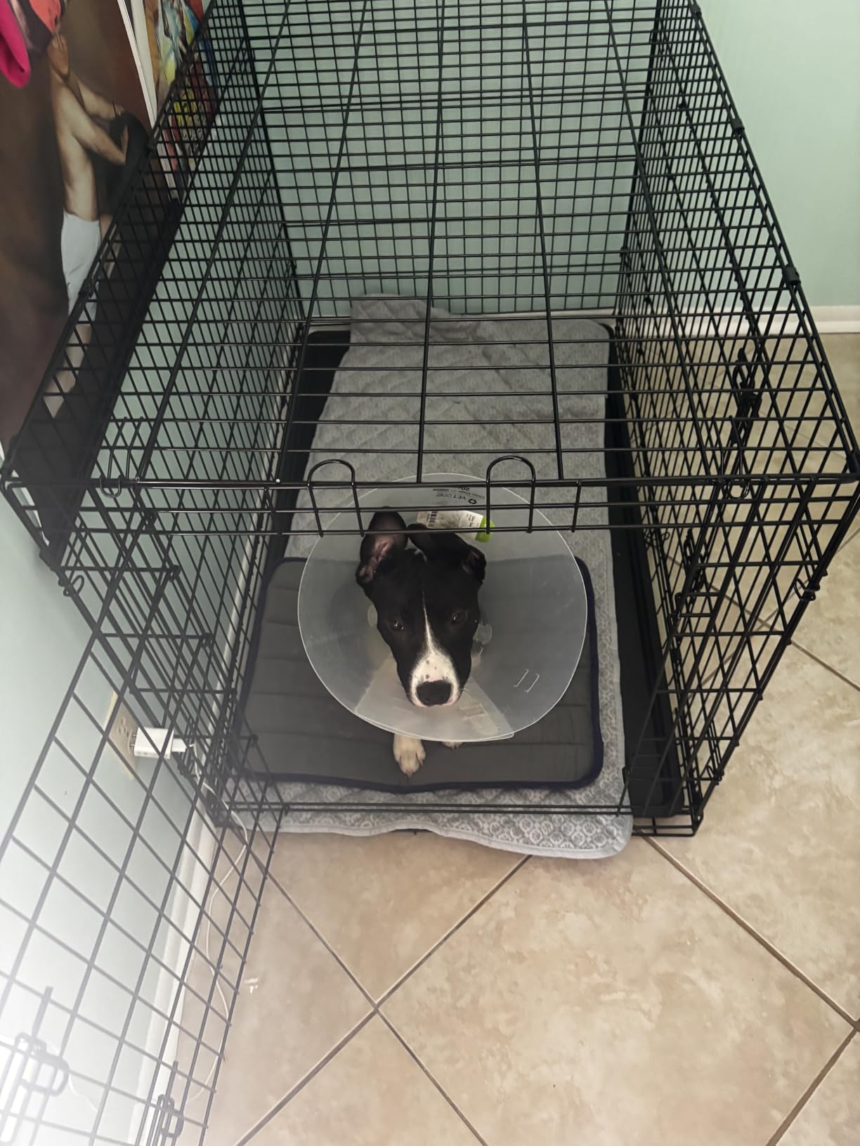 Sweetcrispy 36 Inch Dog Crate, Medium Crates Double Door Folding Metal Wire Dog Cage with Plastic Leak-Proof Pan Tray, Pet Kennel for Indoor, Outdoor, Travel customer photo 1