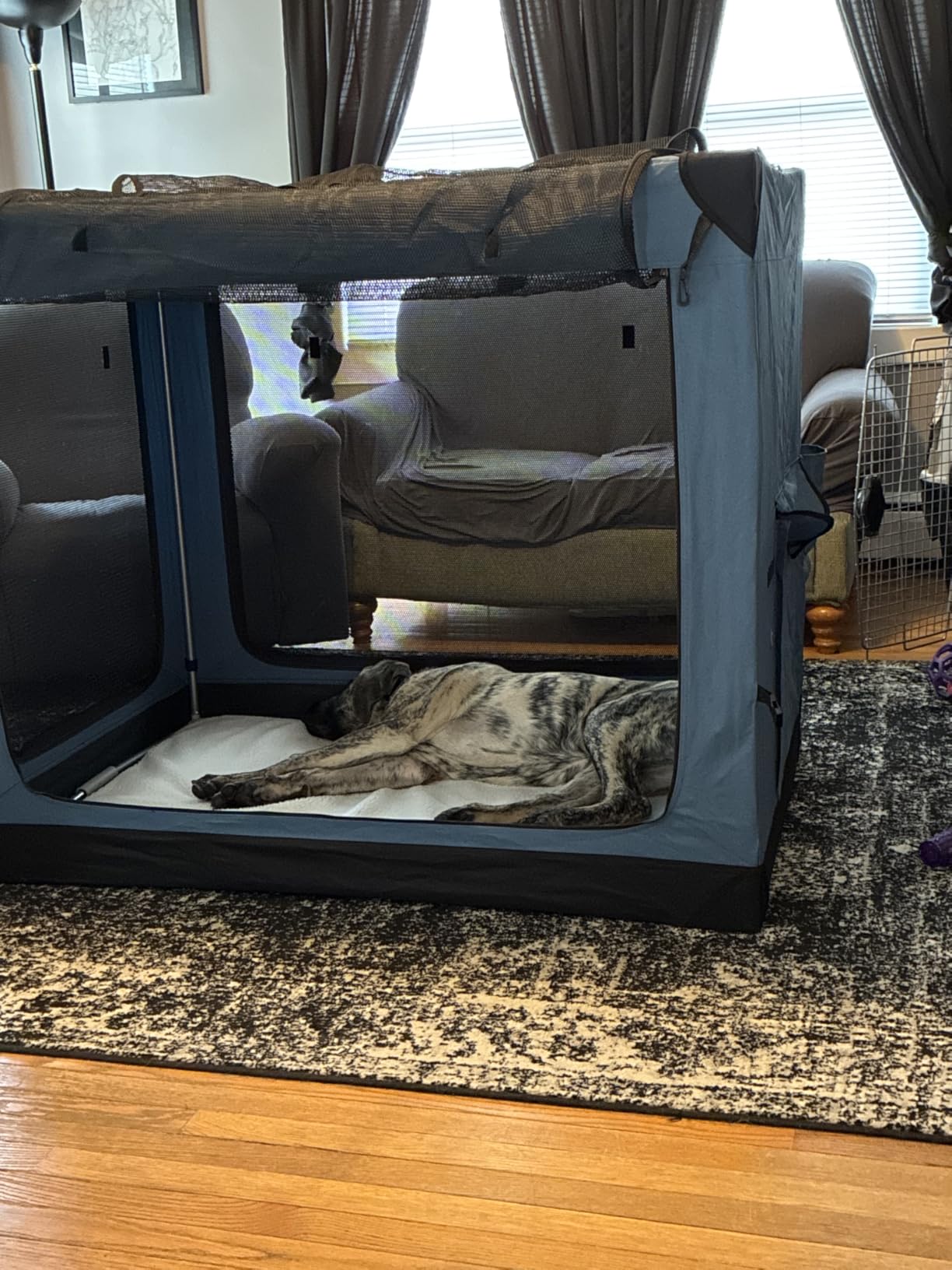 EliteField 4-Door Folding Soft Dog Crate (2-Year Warranty) with Aluminum Frame, Top Curtain, Carrying Bag, and Fleece Bed, Indoor & Outdoor Pet Home (54