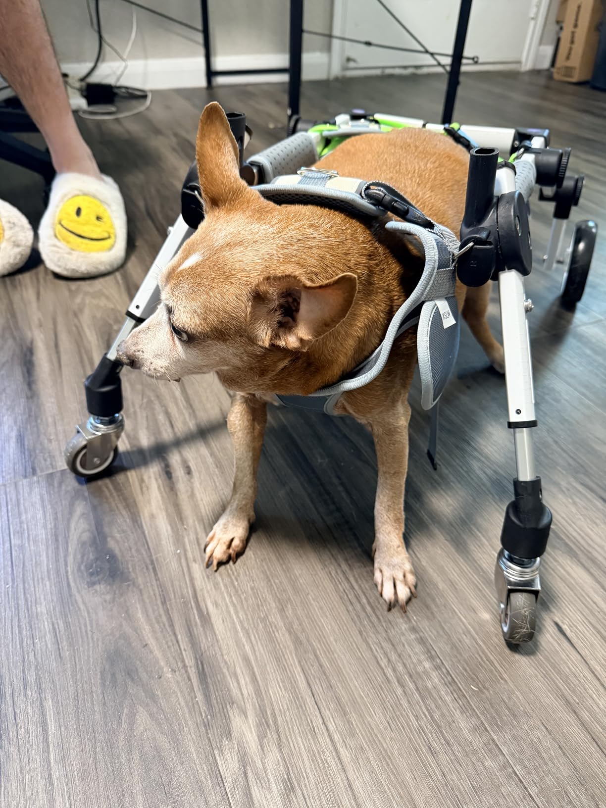 Adjustable Dog Wheelchair 4 Wheels, Full Body Mobility Cart | Pet Mobility Aid for Front & Rear Leg Support, Lightweight Dog Cart for Dogs Walking customer photo 1