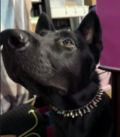 Frienhund Anti-Bite Wide Spiked Studded Dog Collar: Adjustable PU Leather Dog Collars for Medium & Large Dogs, Heavy Duty, Metal D-Ring, Neck Protection, Punk Style, Black, L (20.67