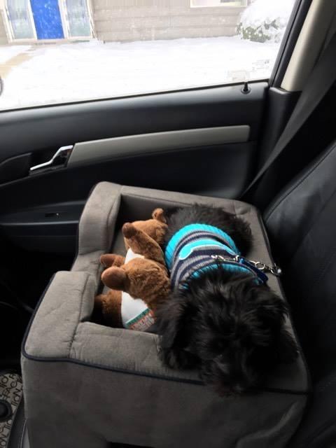 Pet Gear Lookout Booster Car Seat, Removable Comfort Pillow, Safety Tether Included, Installs in Seconds, No Tools Required, Light Charcoal customer photo 1