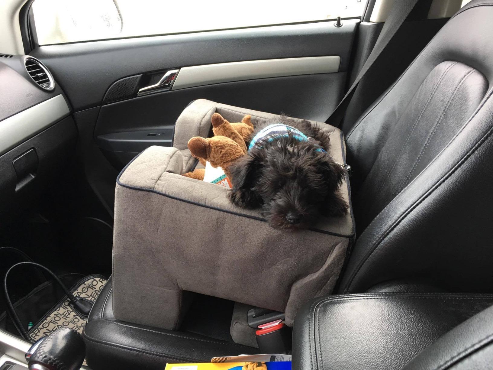 Pet Gear Lookout Booster Car Seat, Removable Comfort Pillow, Safety Tether Included, Installs in Seconds, No Tools Required, Light Charcoal customer photo 2