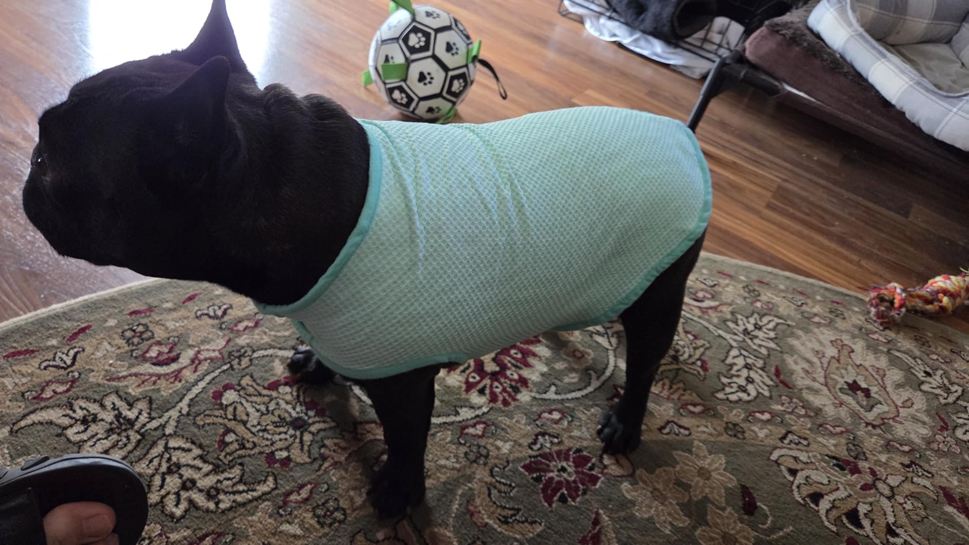 EXPAWLORER Cooling Dog Vest for Small Medium Large Dogs, Adjustable Lightweight Breathable Summer Jacket with UV Protection, Quick Dry Evaporative Vest for Hot Weather Outdoor Walking Hiking, Blue S customer photo 2