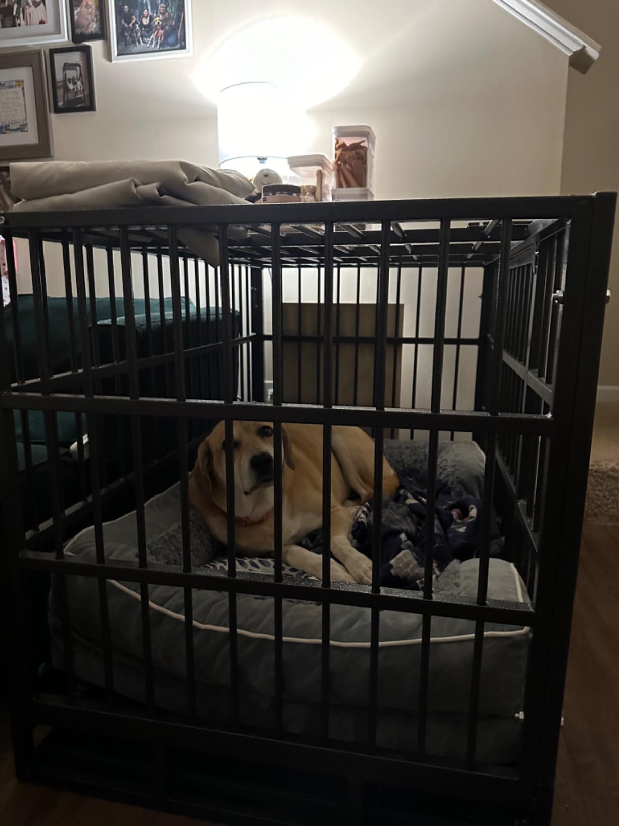Hiwokk 42 Inch Heavy Duty Dog Crate, Indestructible Escape-Proof Dog Kennel for High Anxiety Large Dogs, Strong Metal Pet Cage with Double Doors, Lockable Wheels & Removable Tray, XL XXL XXXL customer photo 1