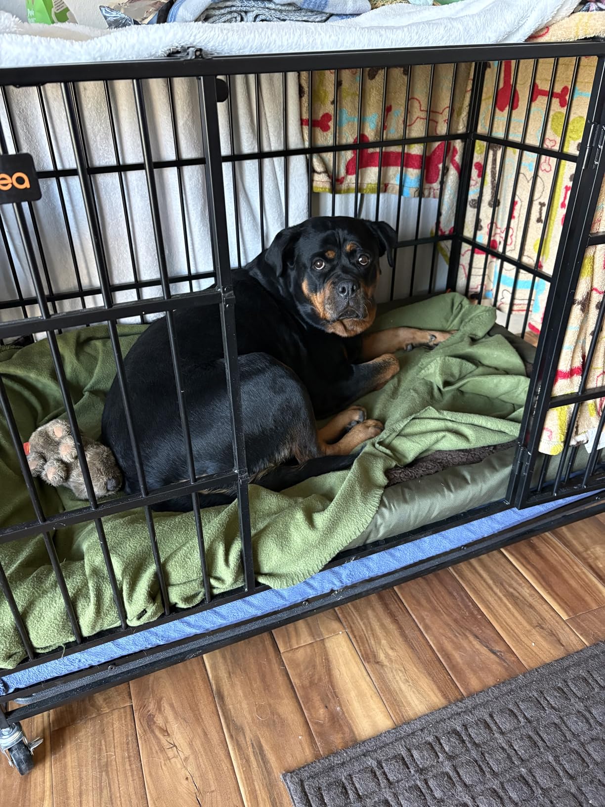 Feandrea Heavy-Duty Dog Crate, 5-Minute Quick Assembly, Foldable Dog Kennel Cage with Lockable Wheels, Double Doors, Escape Proof Fixed Bottom, Removable Tray, Easy to Clean, Ink Black, 37 Inch customer photo 1