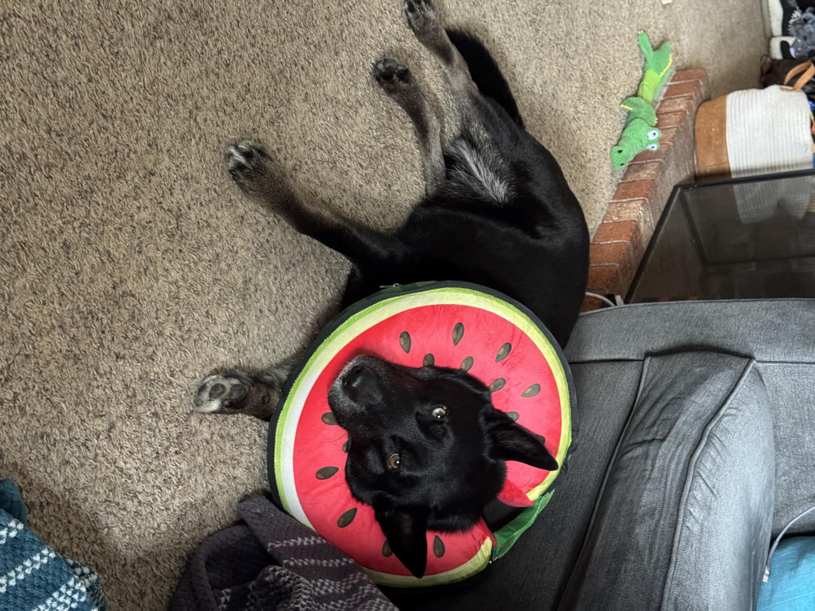 Upgraded Inflatable Dog Cone Collar to Stop Licking, Soft Dog Donut Collar | After Surgery, Adjustable Elizabethan Collar with Detachable Shield and Soft Padding, Watermelon, L customer photo 1
