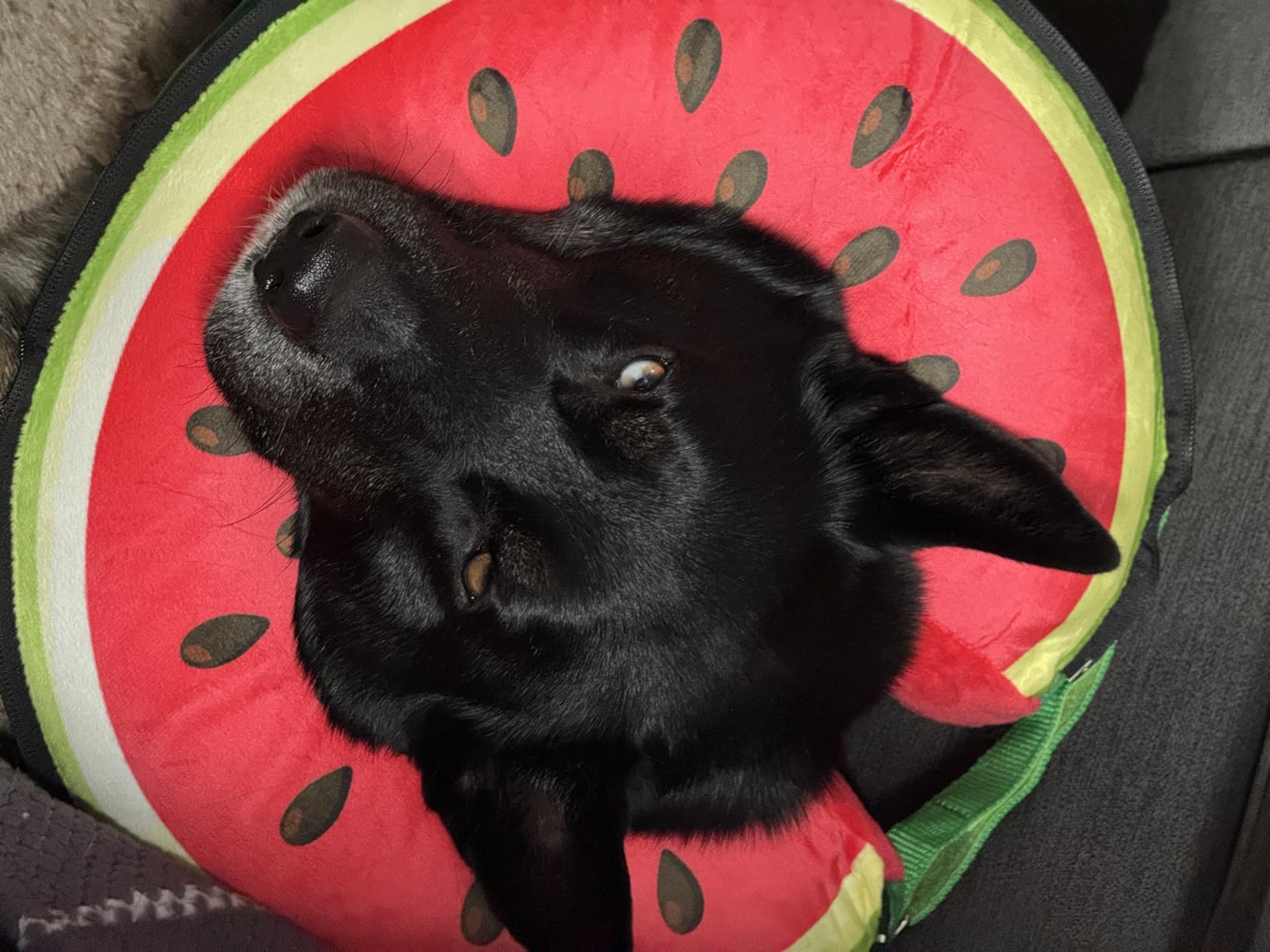 Upgraded Inflatable Dog Cone Collar to Stop Licking, Soft Dog Donut Collar | After Surgery, Adjustable Elizabethan Collar with Detachable Shield and Soft Padding, Watermelon, L customer photo 2
