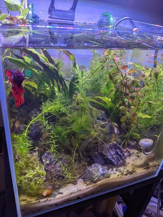 EHEIM Classic Canister Filter 2213, Classic 250 customer photo 2