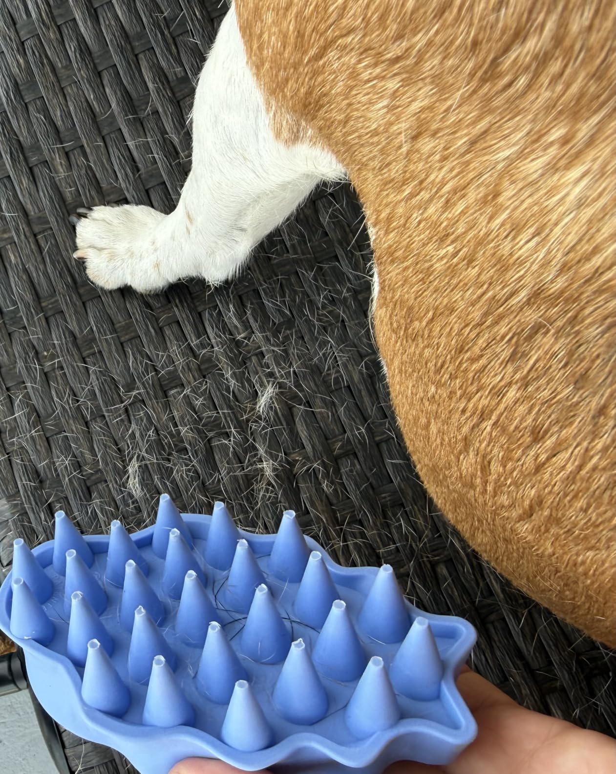 KONG - ZoomGroom - Dog Brush for Grooming and Shampooing - Red Brush for Large Dogs customer photo 2