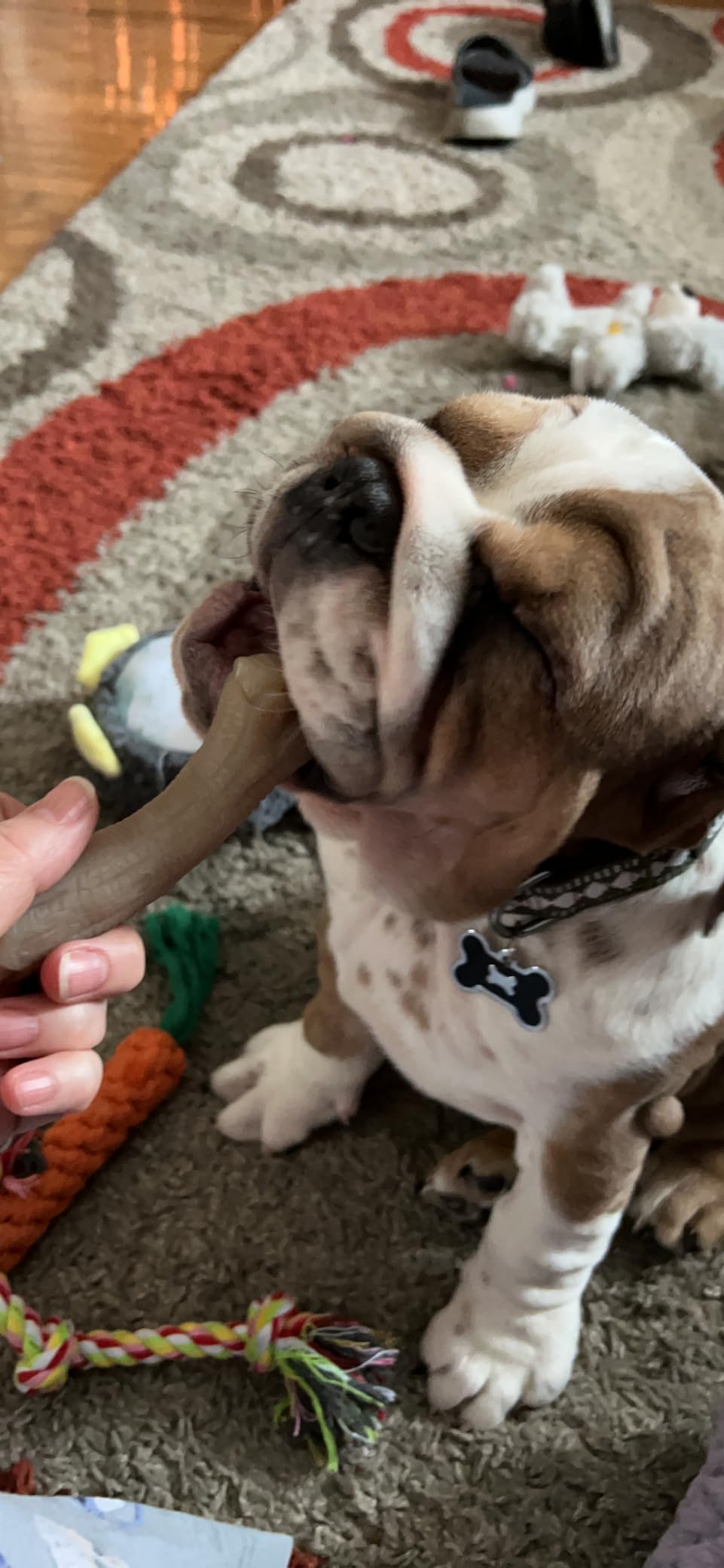 Nylabone New Puppy Starter Kit, 2 Chew Toys and 1 Natural Treat for Puppies, Puppy Teething Toy, Bacon & Chicken Flavor, Small Dogs - Up to 25 lbs., 3 Pack customer photo 2