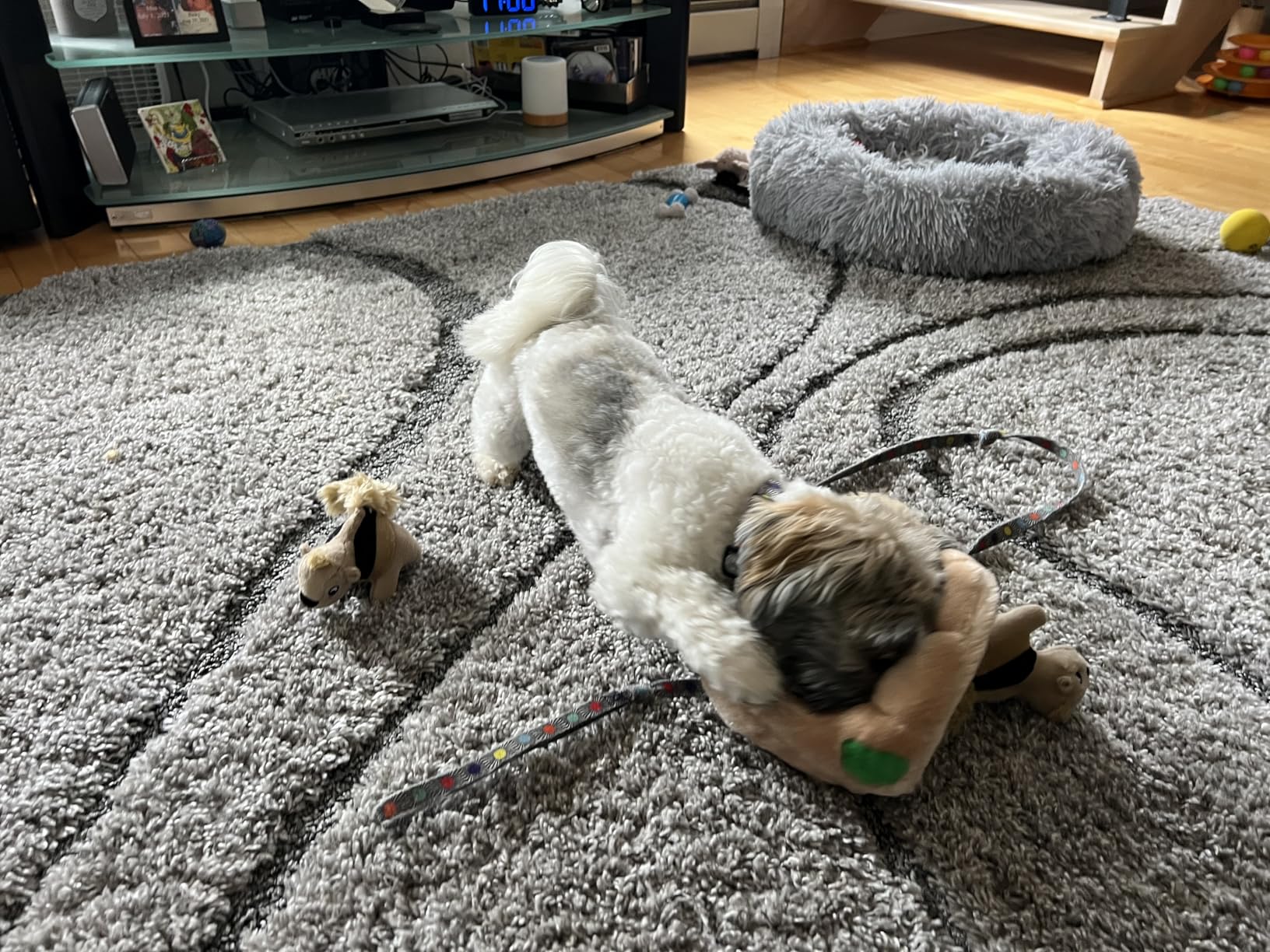 Outward Hound Hide-A-Squirrel Dog Toy - Interactive 2-in-1 Plush Puzzle with 3 Squeaky Removable Squirrels, Medium customer photo 2
