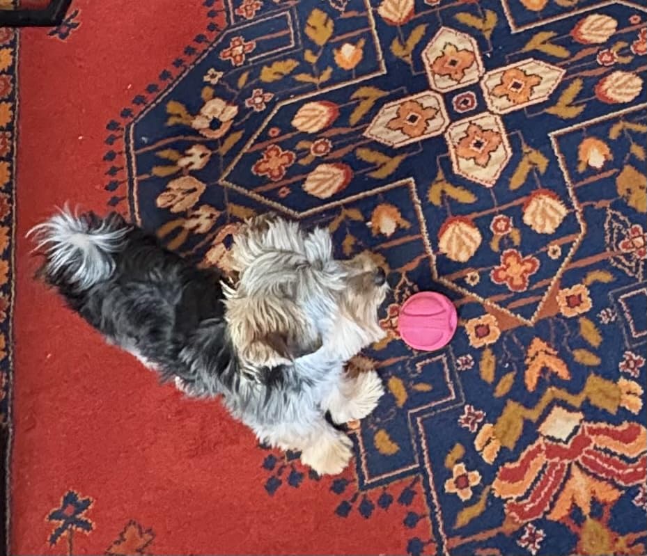 Hartz DuraPlay Bacon Scented Dog Toy, Small customer photo 1