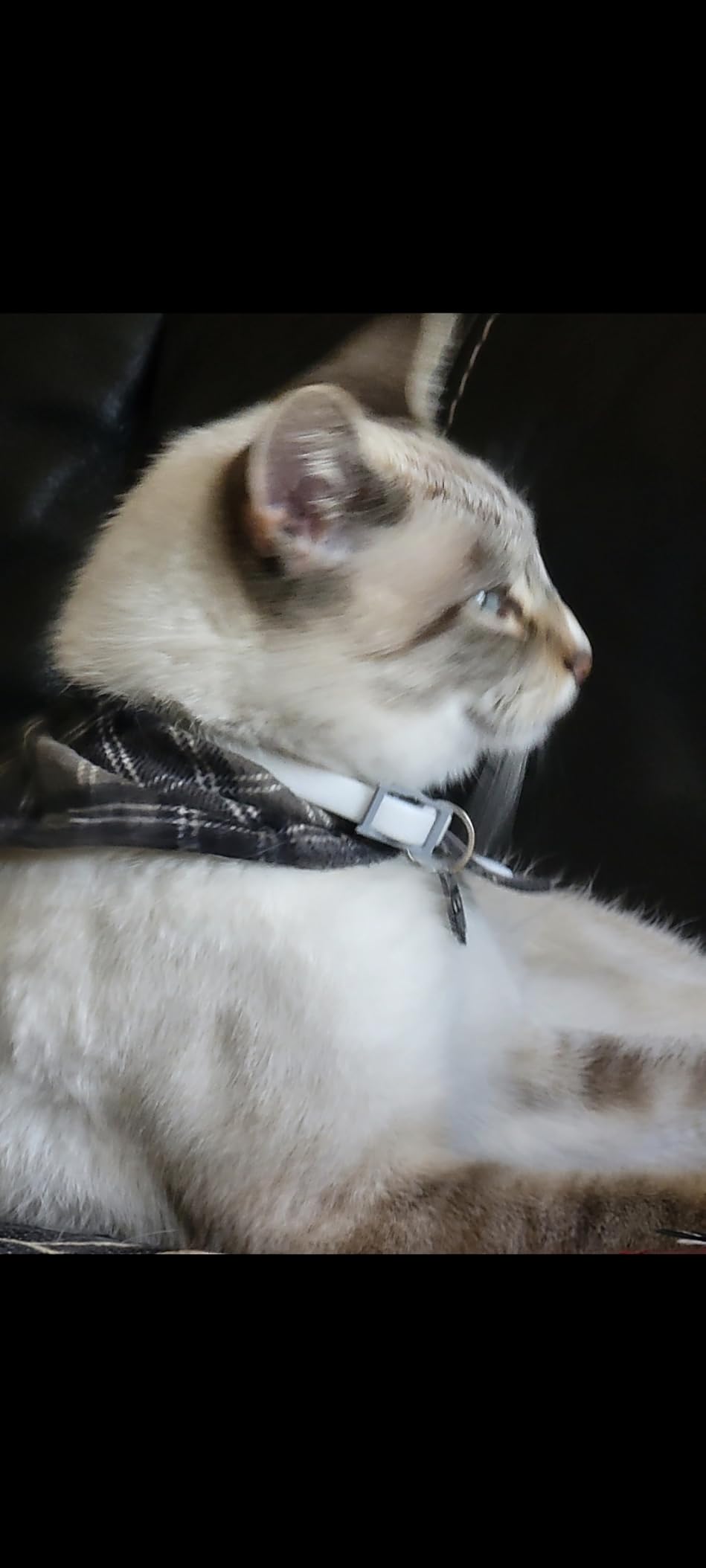 Hartz UltraGuard Flea & Tick Collar for Cats and Kittens, 7 Month Flea and Tick Protection and Prevention, White customer photo 2