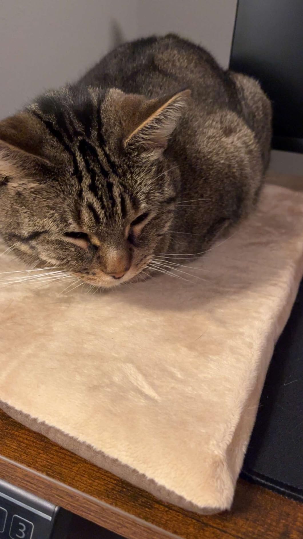K&H Pet Products Heated Cat Bed Pad for Indoor Cats, Thermo-Kitty Mat Calming Warm Pet Heating Pad for Inside Pets, Machine Washable, Waterproof Heater, Safety Listed - 12.5 X 25in Mocha/Tan customer photo 2