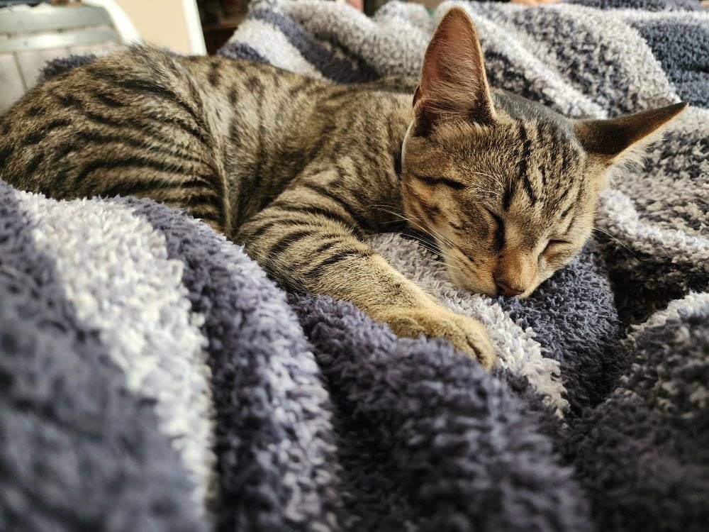 Fresh Step Odor Shield Multi Cat Clumping Cat Litter with Febreze Freshness, Low Dust, 14 lb. customer photo 2