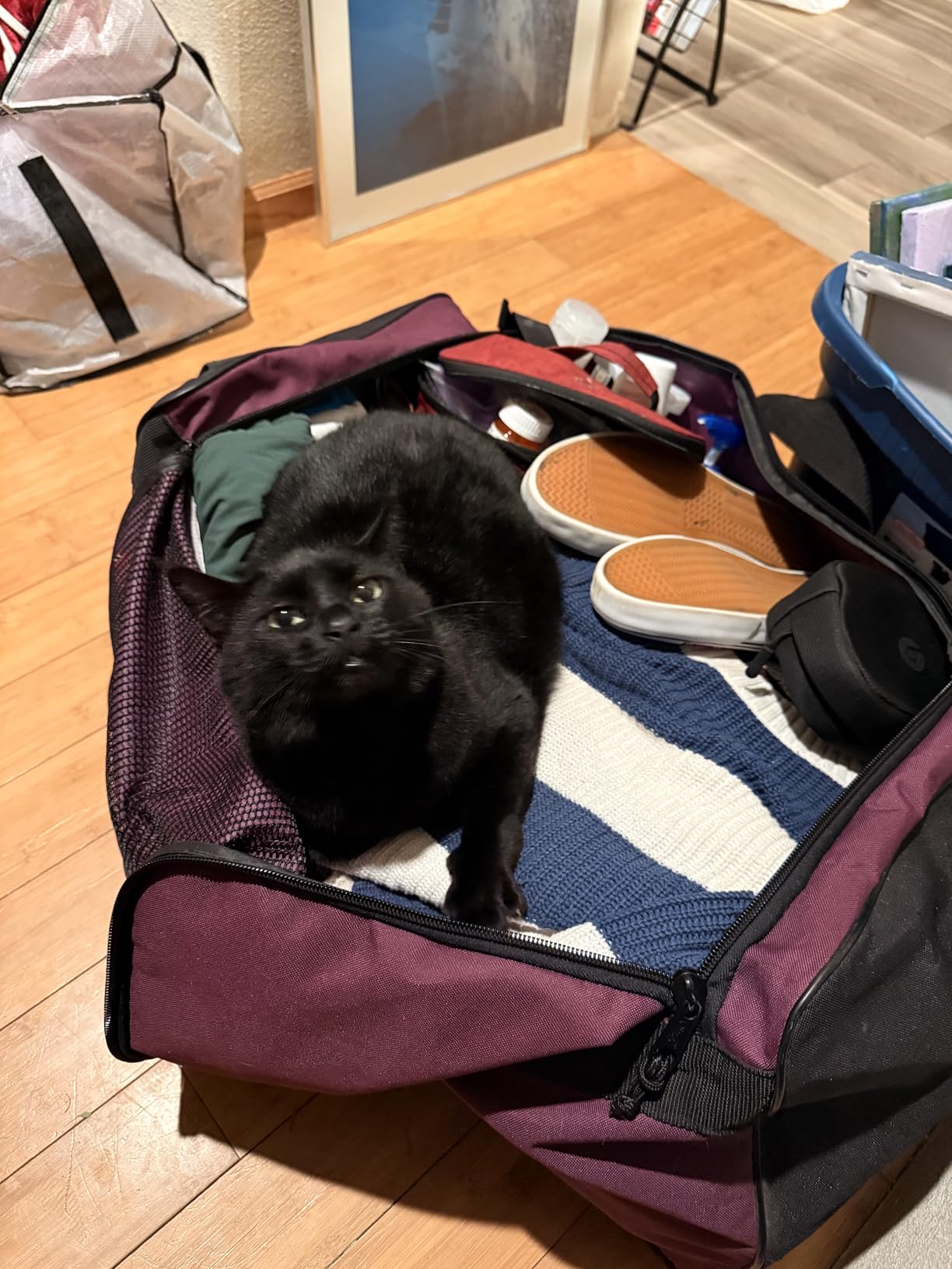 Purina ONE Sensitive Stomach, Sensitive Skin, Natural Dry Cat Food, +Plus Sensitive Skin and Stomach Formula - 16 lb. Bag customer photo 1