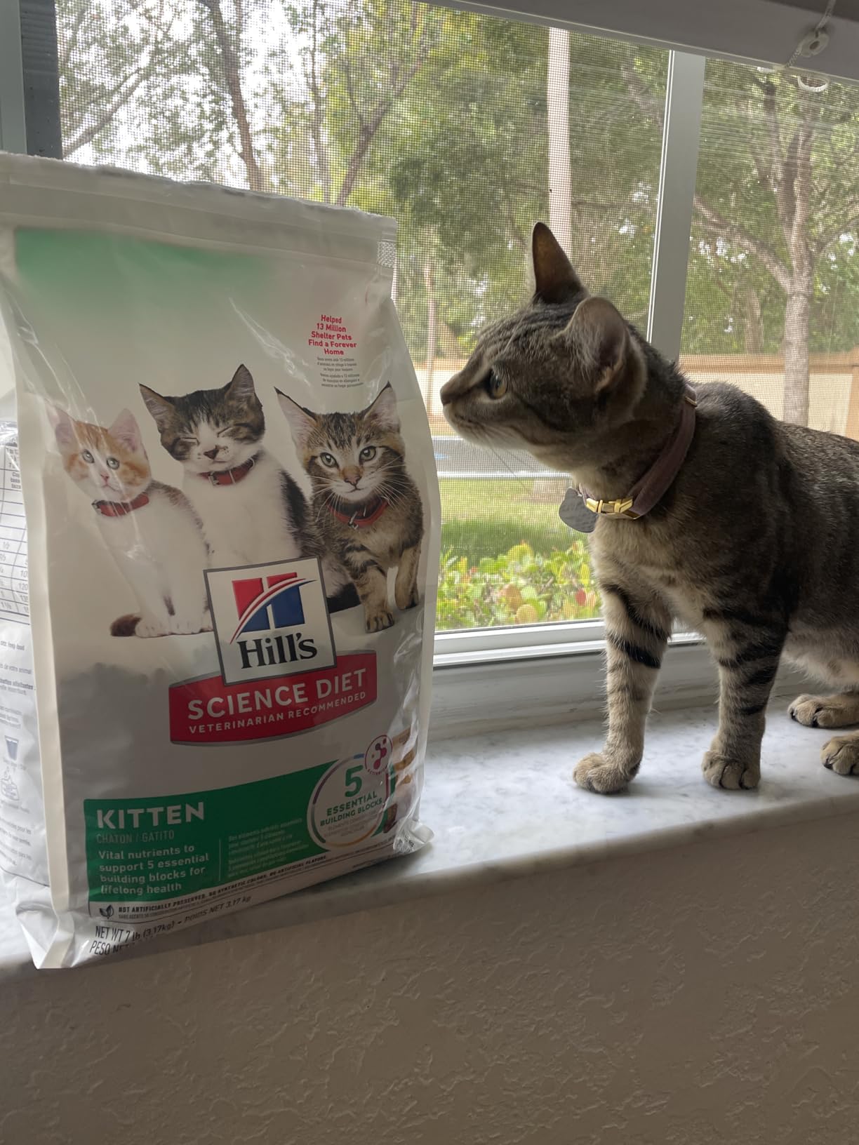 Hill's Science Diet Kitten Dry Cat Food, Chicken, 3.5 lb. Bag customer photo 2