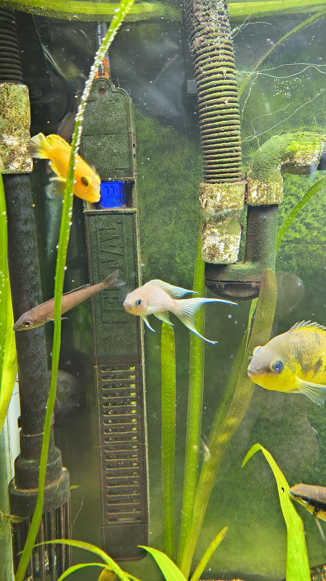 Fluval E 300 Watt Electronic Heater customer photo 2